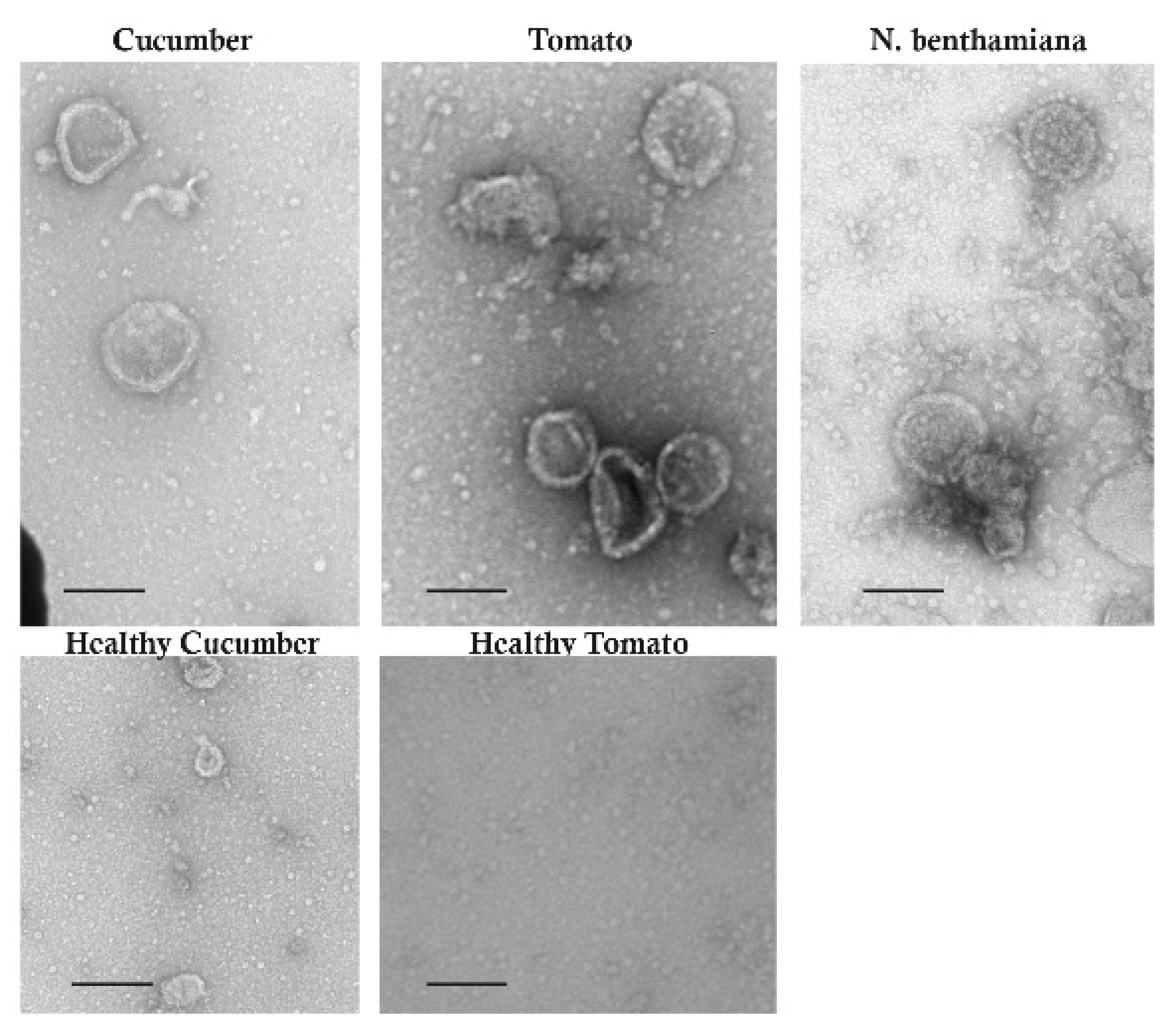 Pathogens 11 01514 g006 Pathogens 11 01514 g006