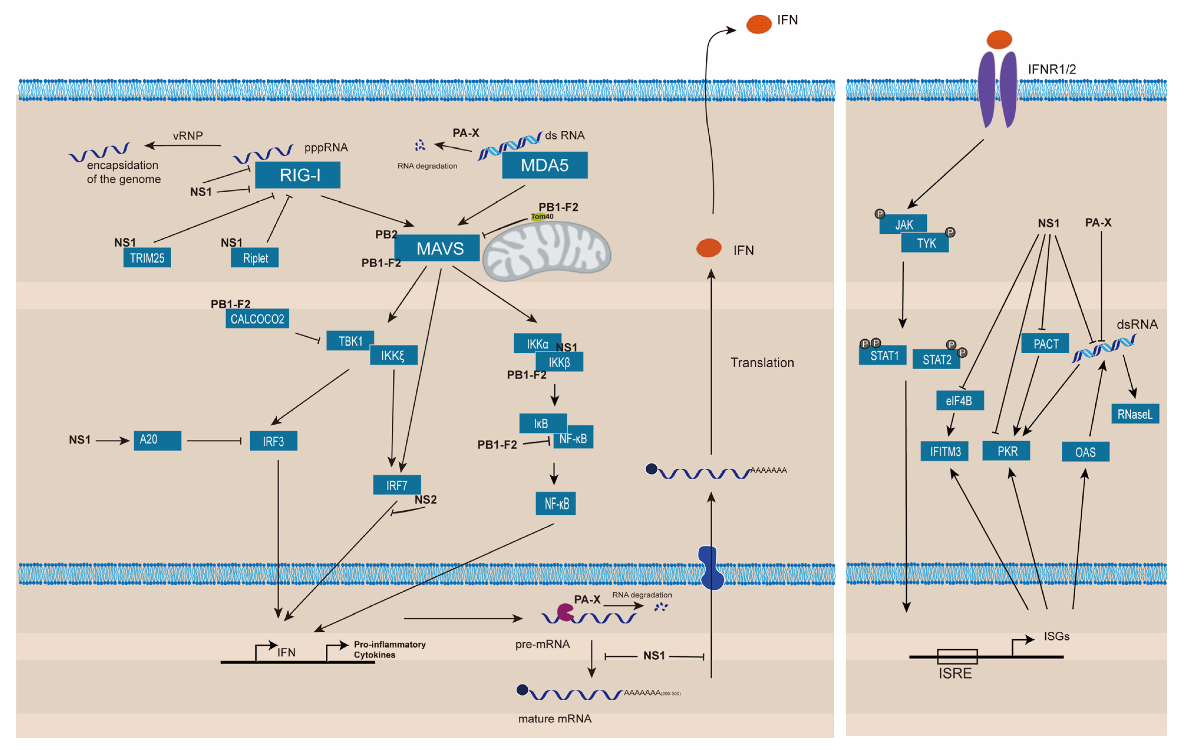 Pathogens 11 01521 g002 Pathogens 11 01521 g002