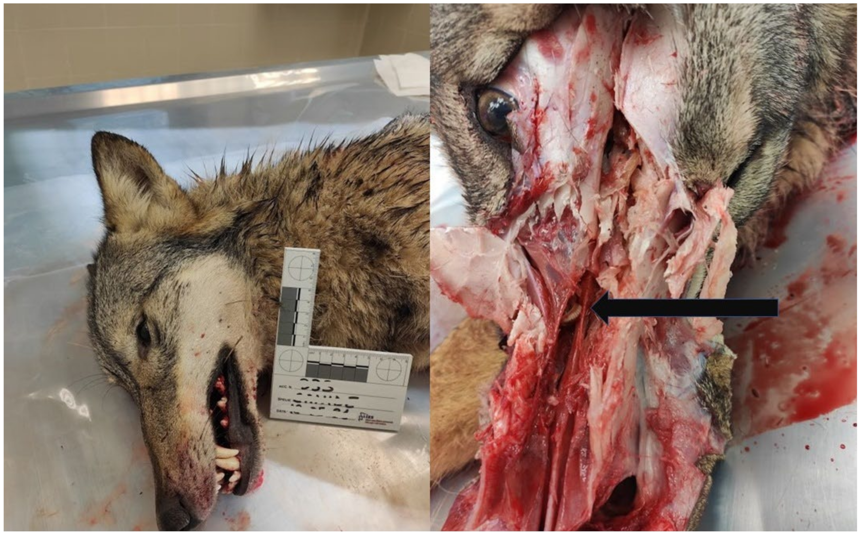 Pathogens 11 01523 g001