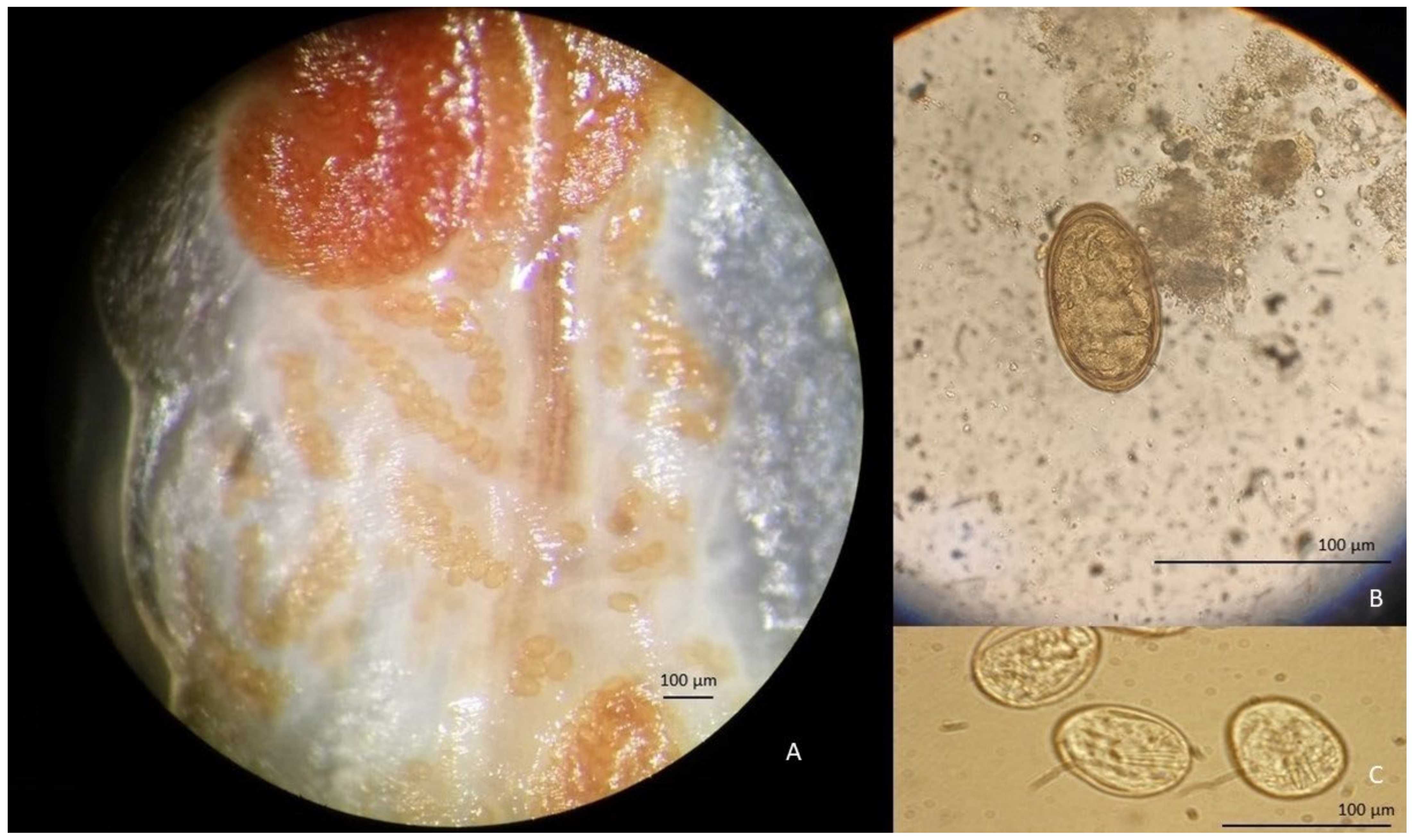 Pathogens 11 01523 g003