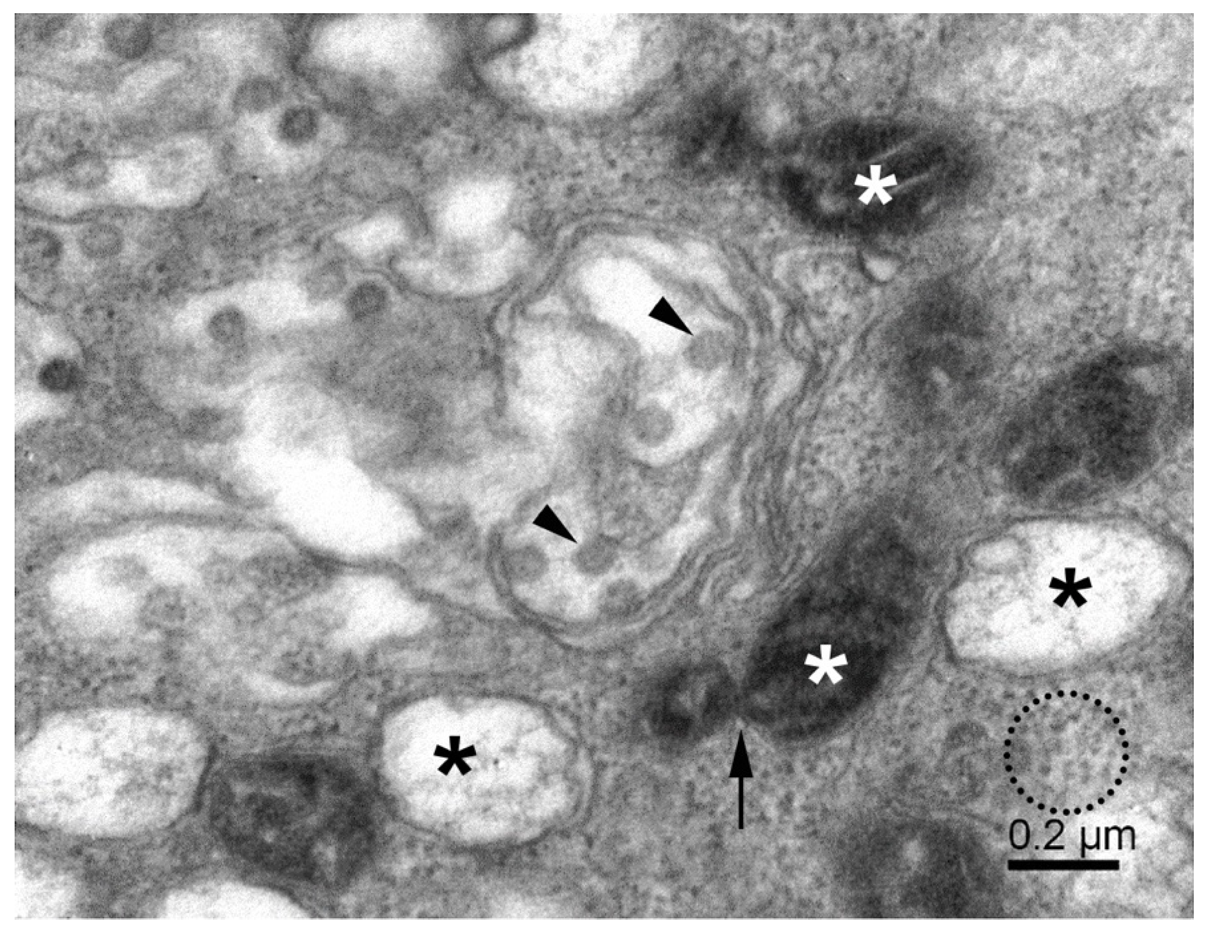 Pathogens 11 01535 g002 Pathogens 11 01535 g002