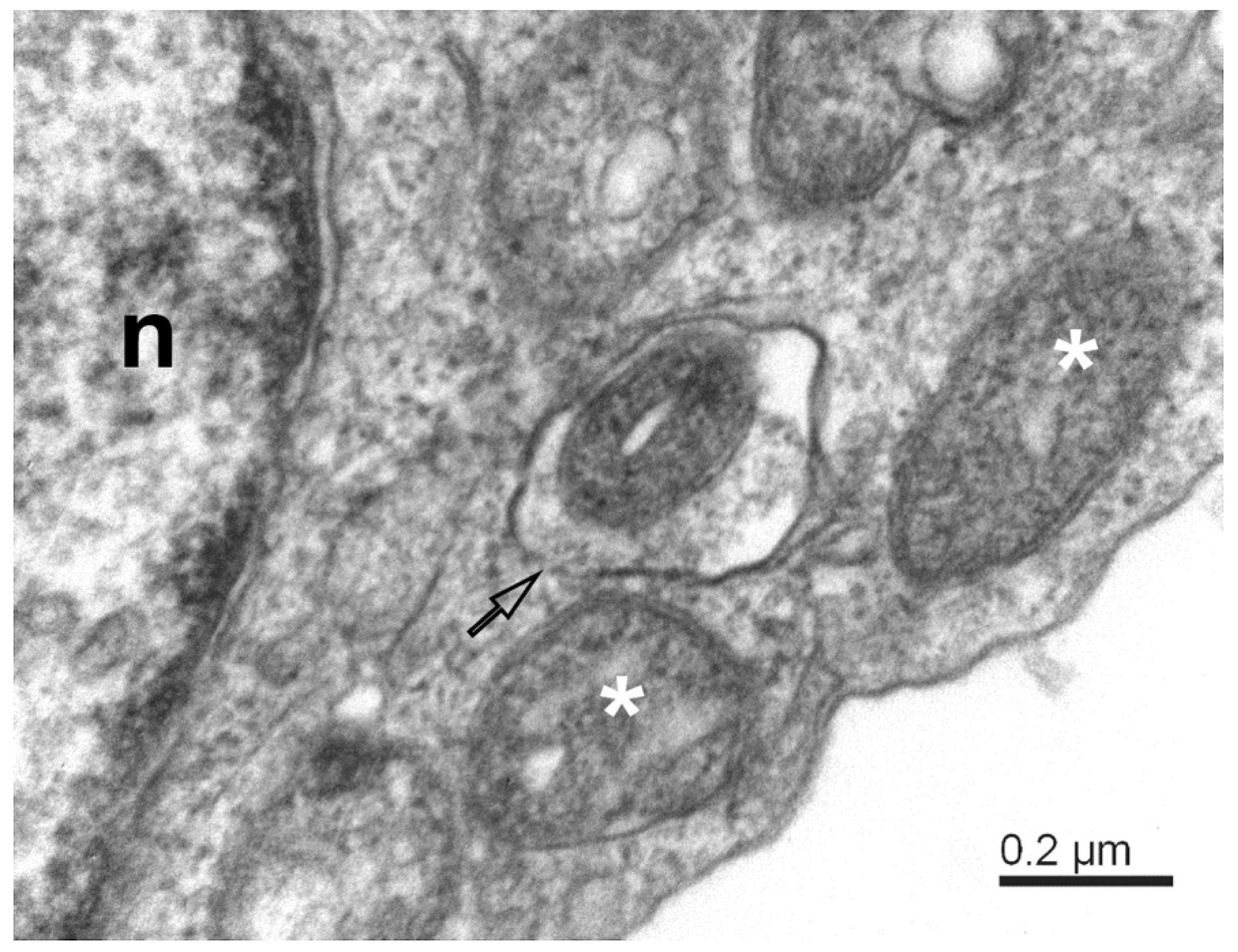 Pathogens 11 01535 g003 Pathogens 11 01535 g003