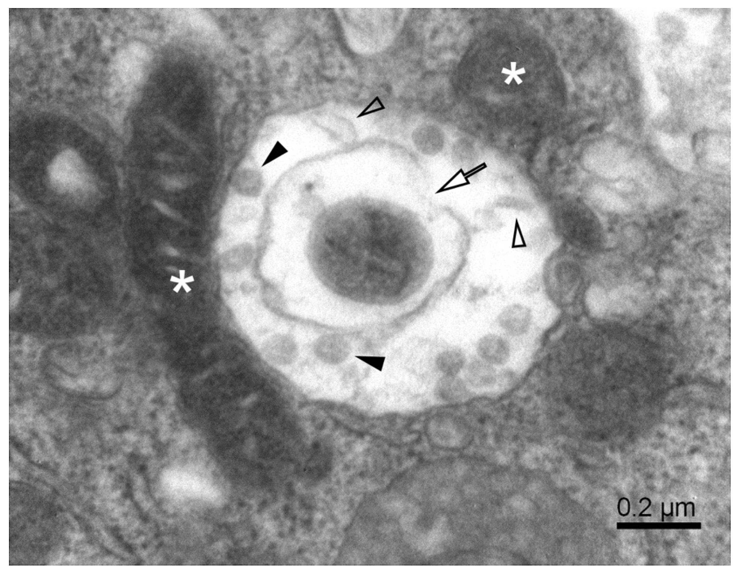 Pathogens 11 01535 g004 Pathogens 11 01535 g004