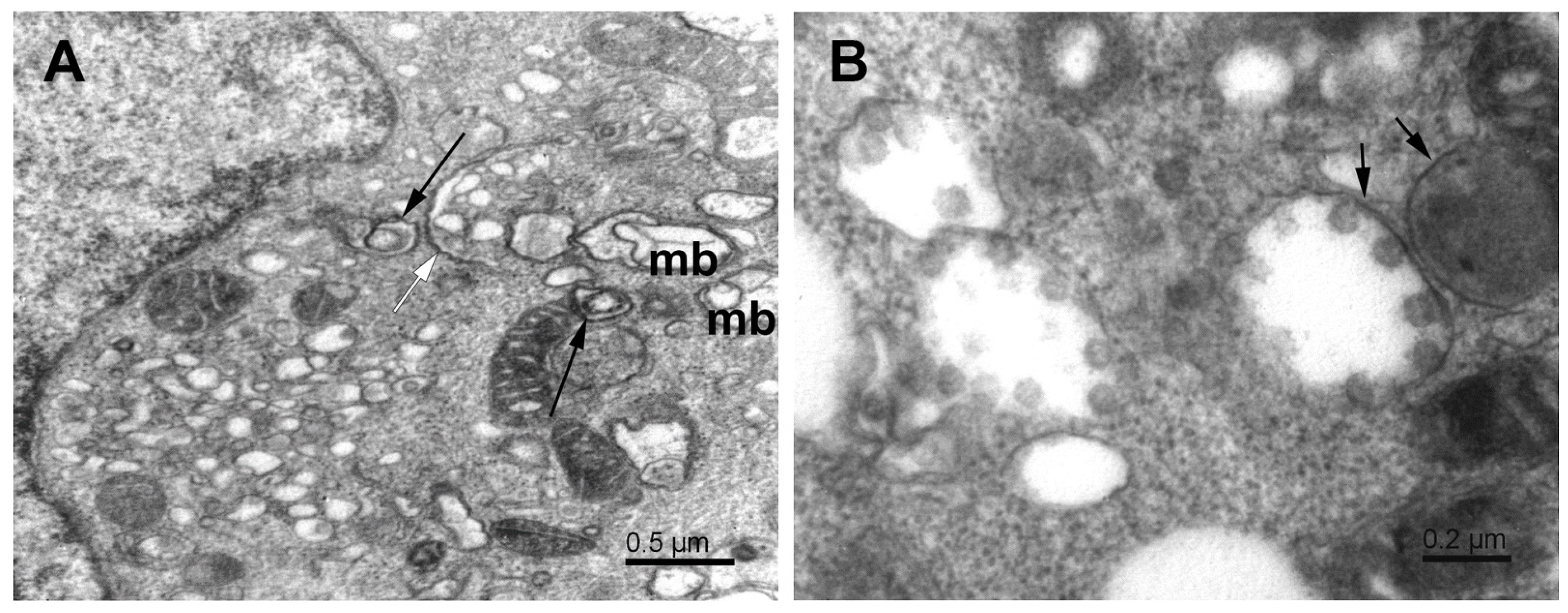 Pathogens 11 01535 g005 Pathogens 11 01535 g005