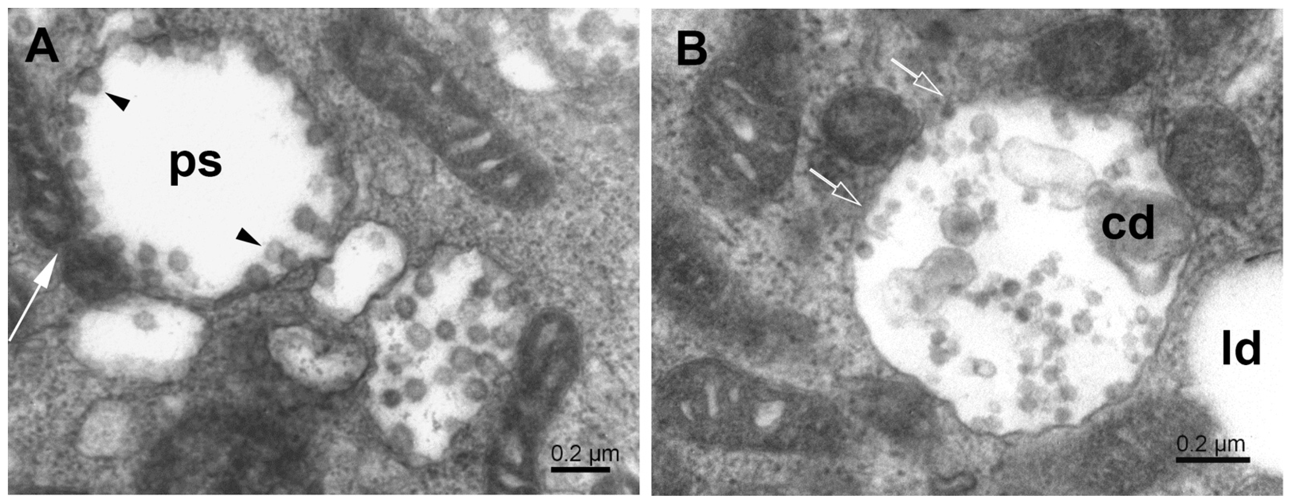 Pathogens 11 01535 g006 Pathogens 11 01535 g006