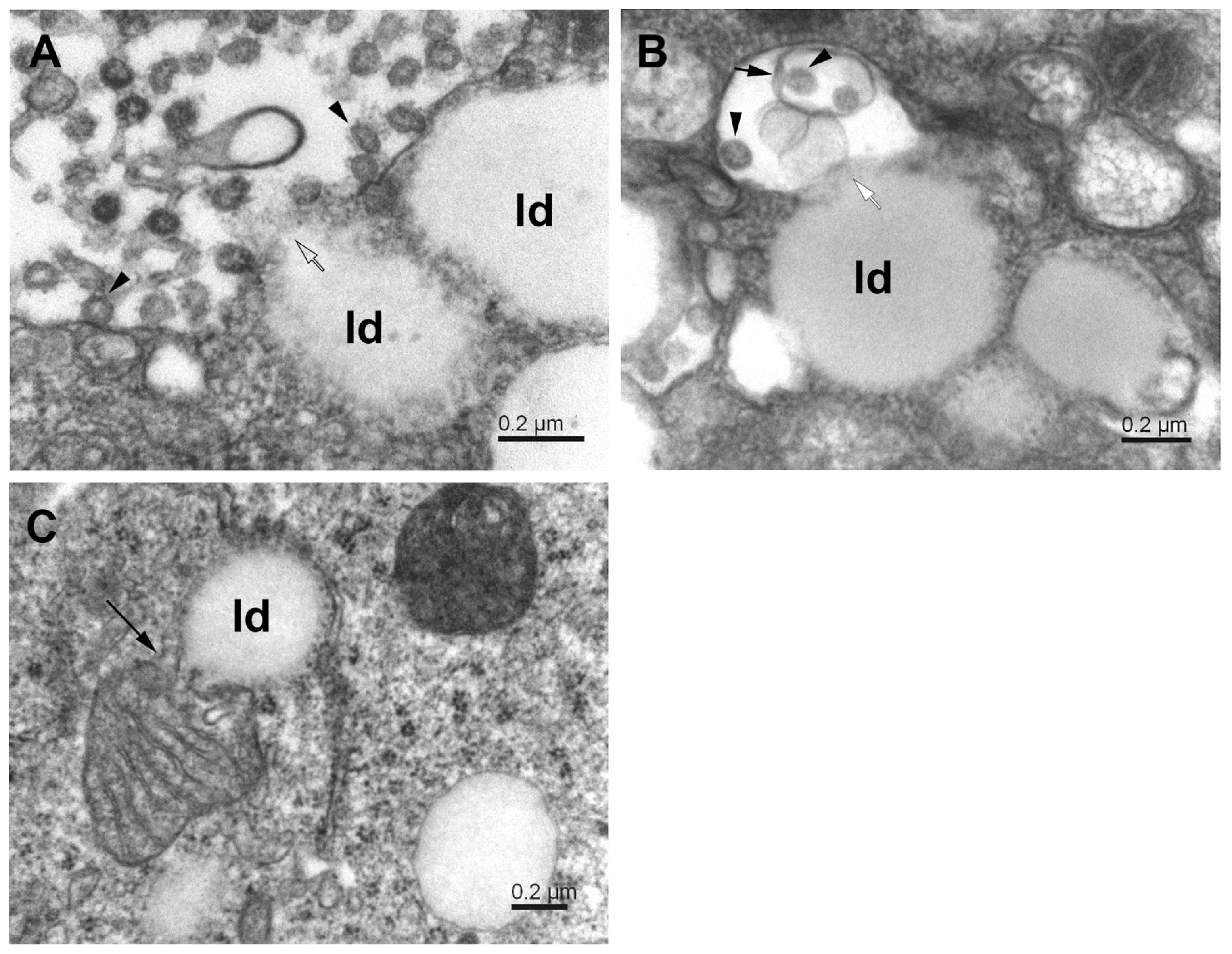 Pathogens 11 01535 g007 Pathogens 11 01535 g007