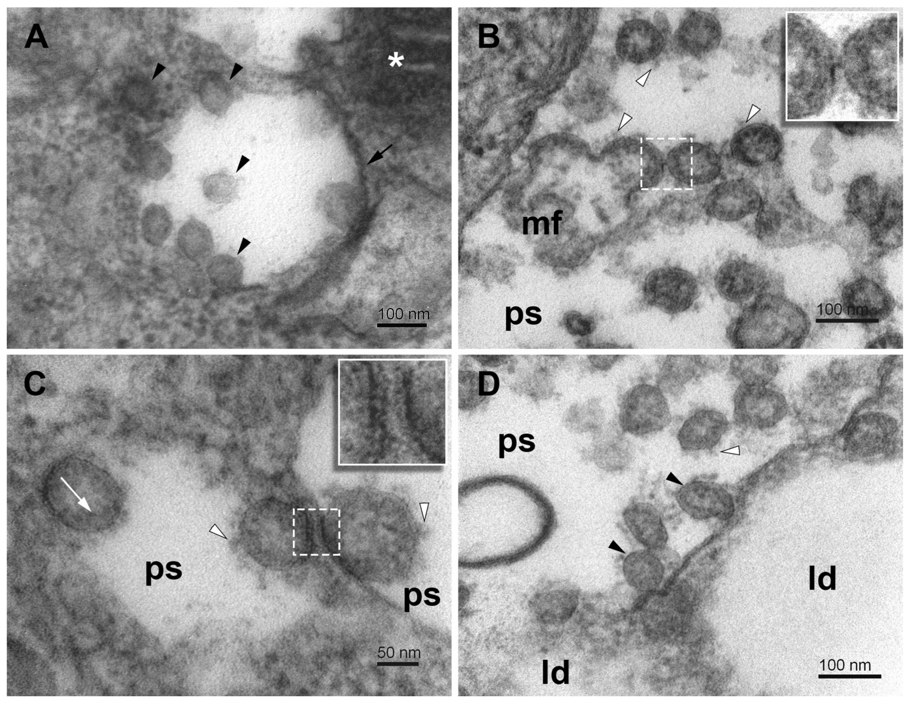 Pathogens 11 01535 g008 Pathogens 11 01535 g008