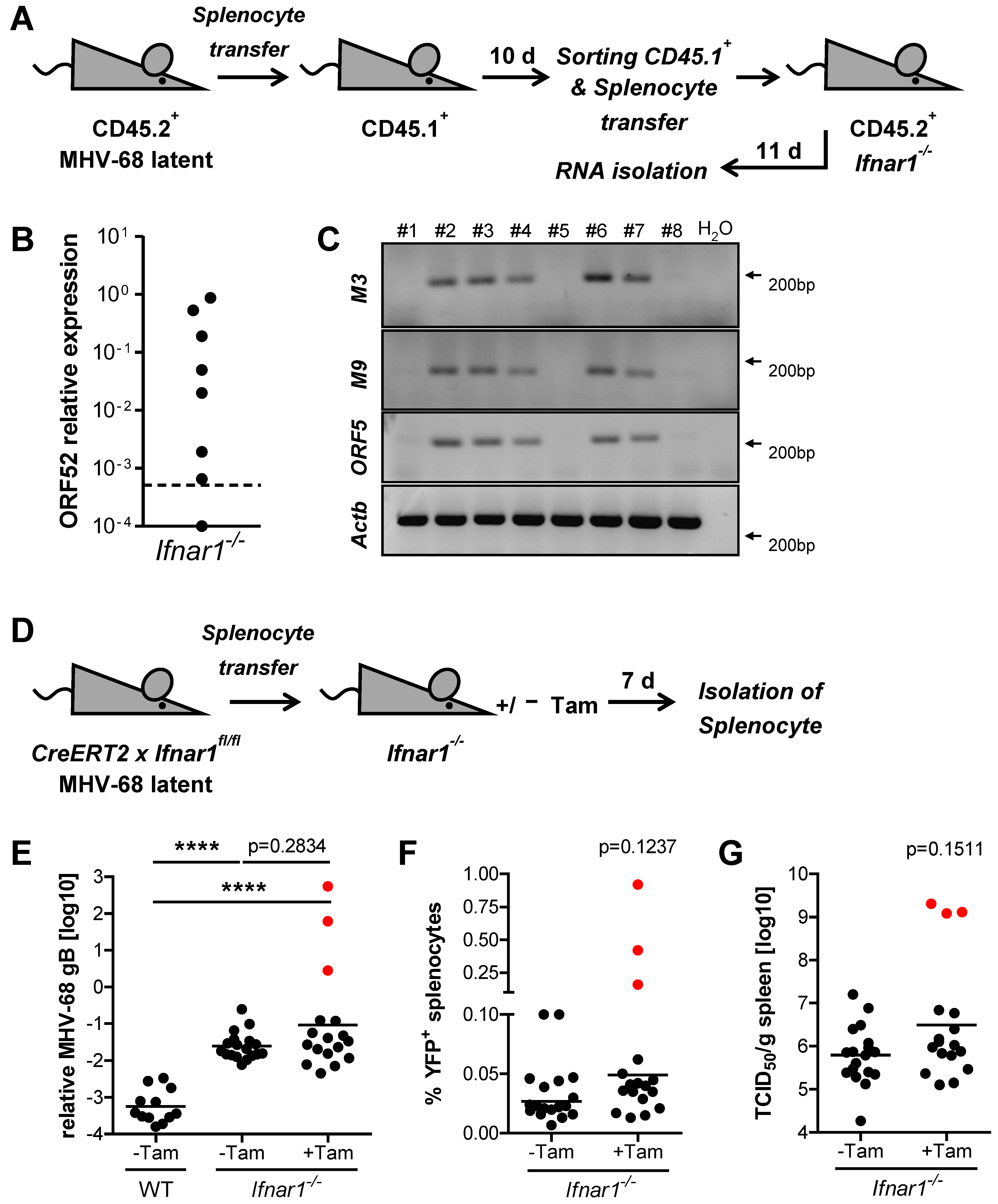 Pathogens 11 01554 g003 Pathogens 11 01554 g003