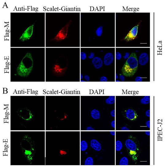 A Systemic Study of Subcellular Localization of Porcine Epidemic ...