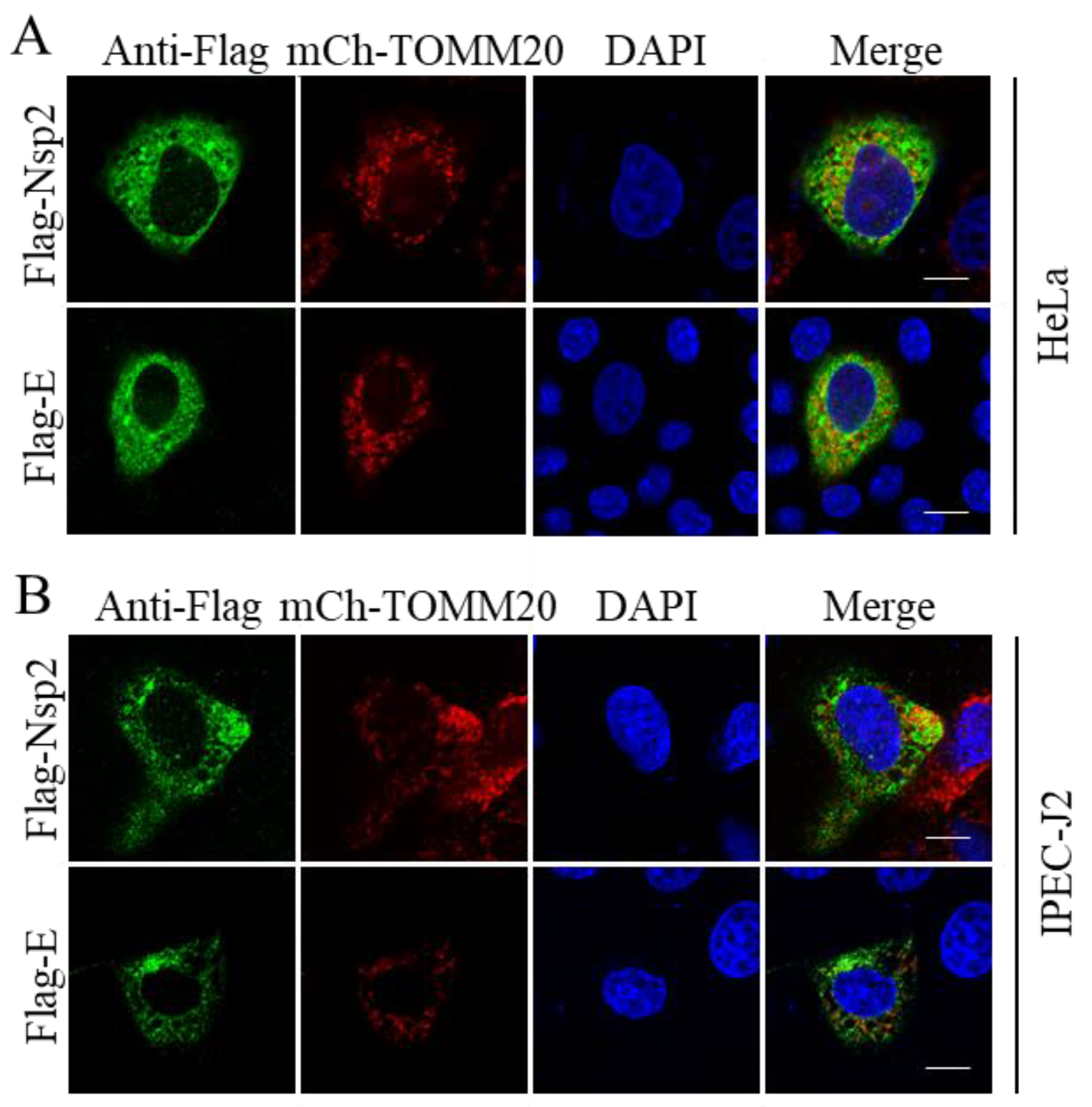 Pathogens 11 01555 g004 Pathogens 11 01555 g004