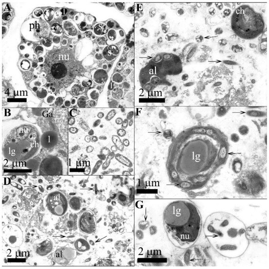 Pathogens Free FullText Janthinobacterium sp. Strain SLB01 as