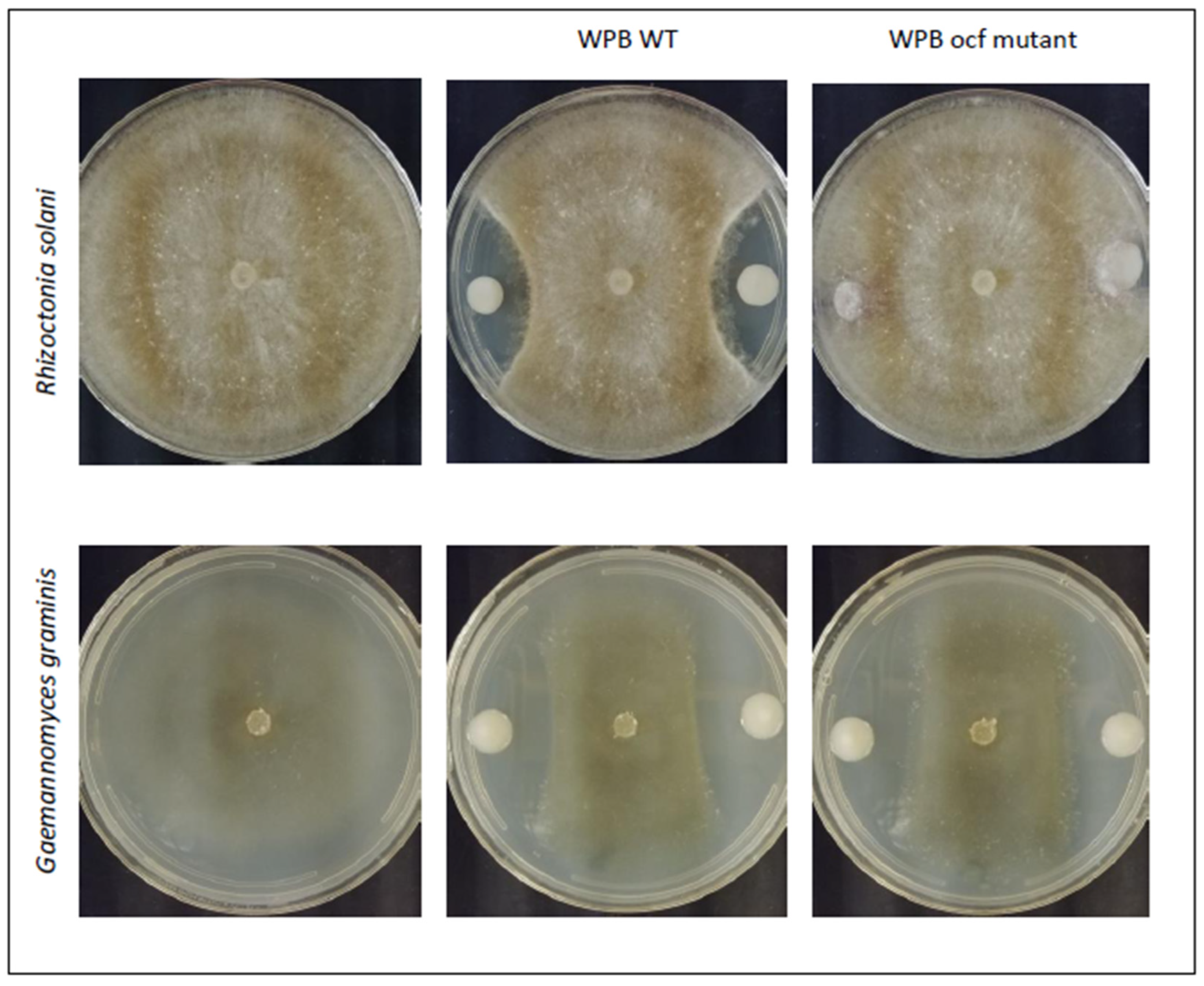 Pathogens 12 00013 g001 Pathogens 12 00013 g001