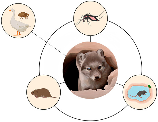 Plagues of lemmings driven by winter breeding