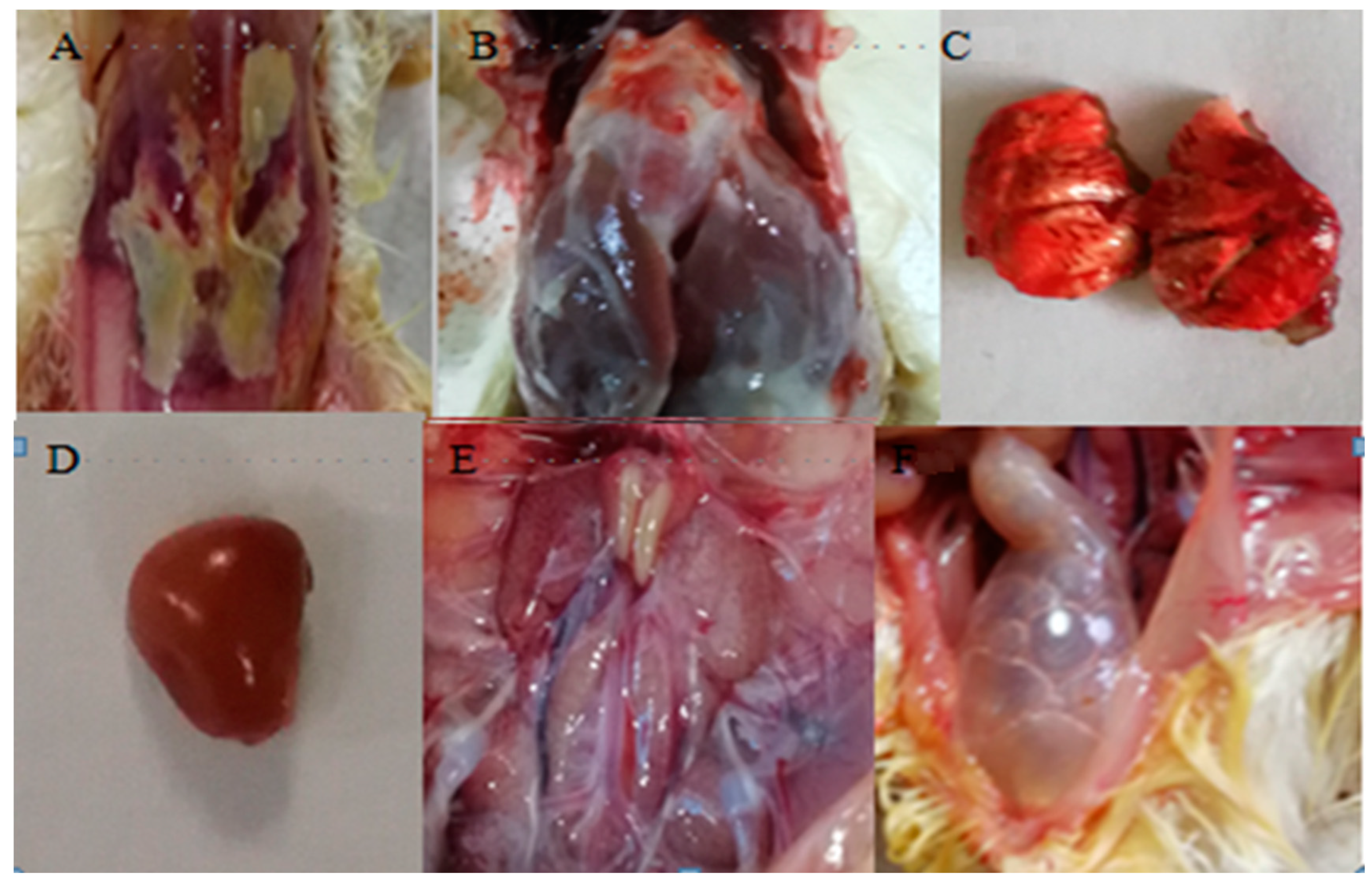 Pathogens 12 00030 g001 Pathogens 12 00030 g001