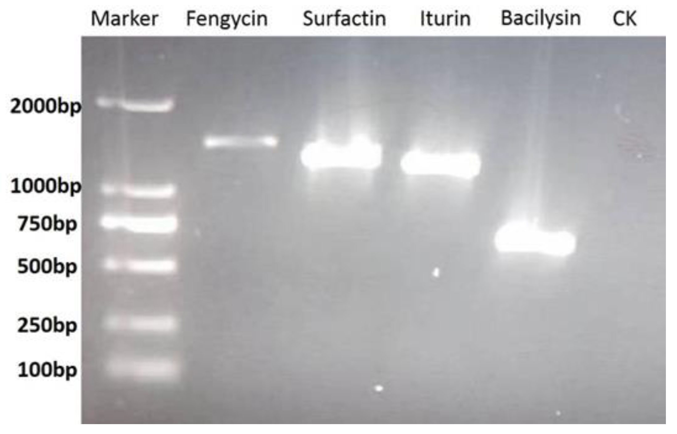Pathogens 12 00037 g004 Pathogens 12 00037 g004
