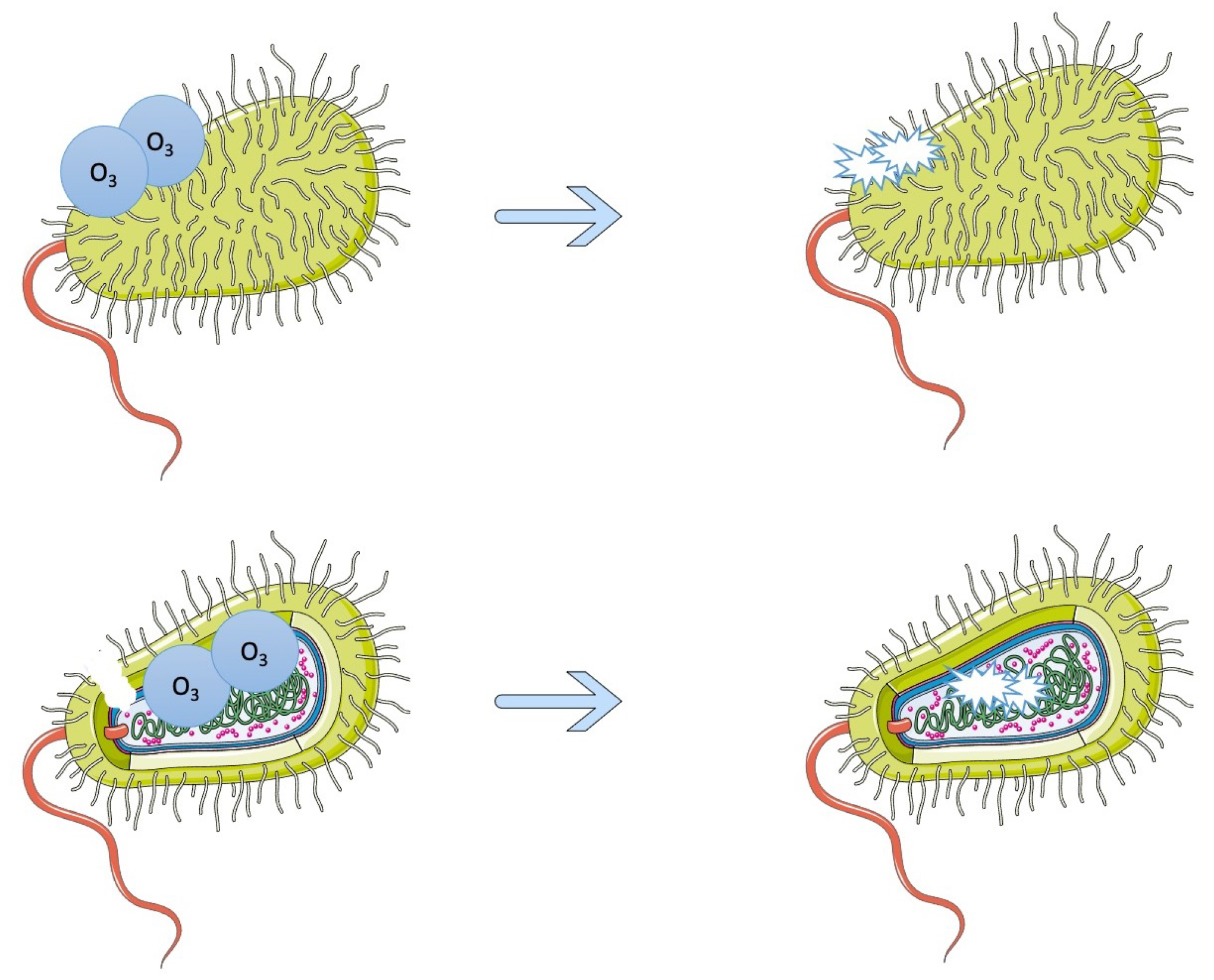 Pathogens 12 00045 g002 Pathogens 12 00045 g002