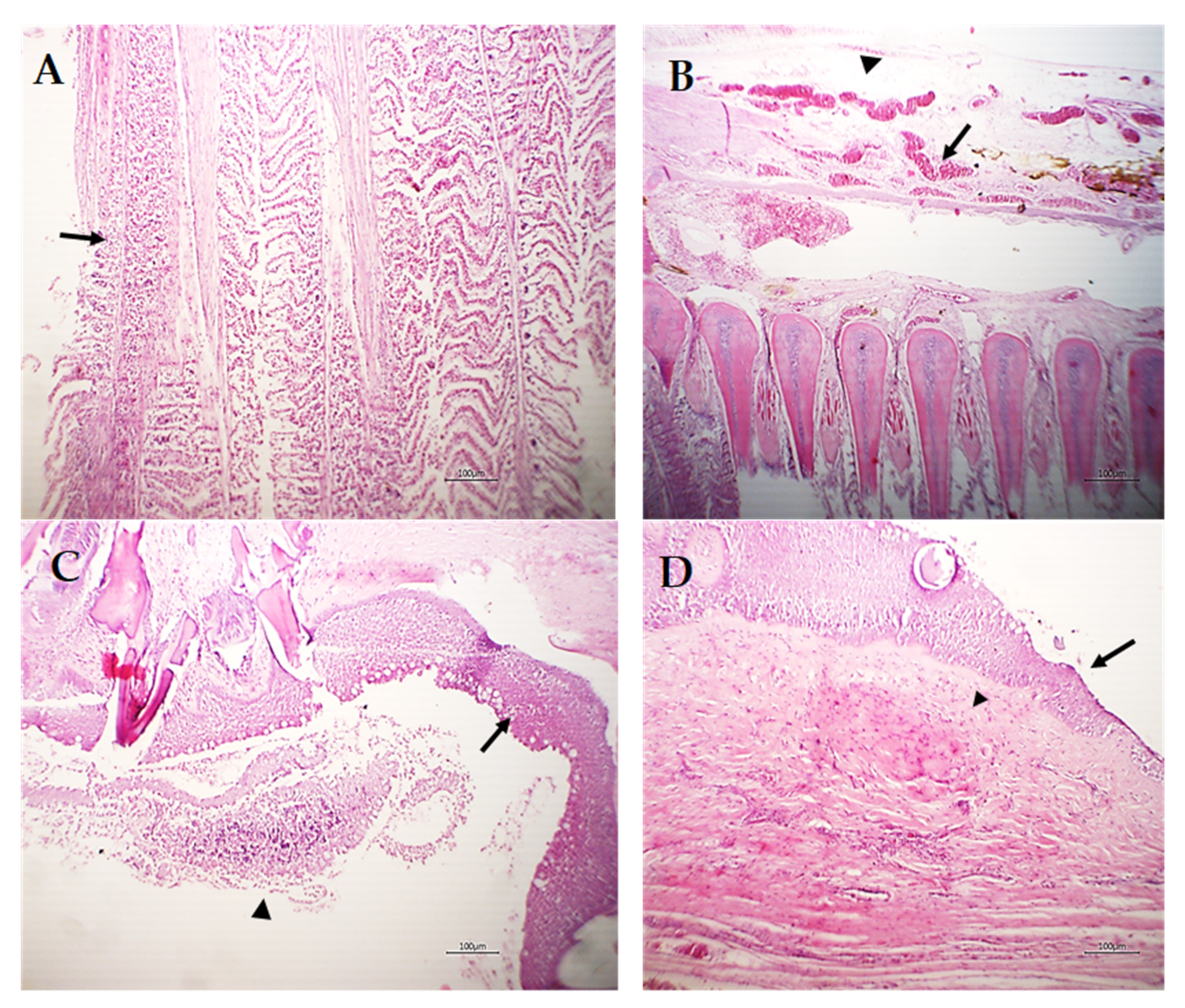 Pathogens 12 00052 g007 Pathogens 12 00052 g007