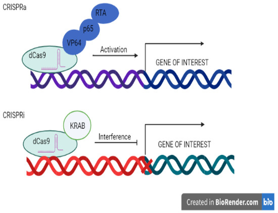 セット Cyclodextrin membranes prepared by interfacial