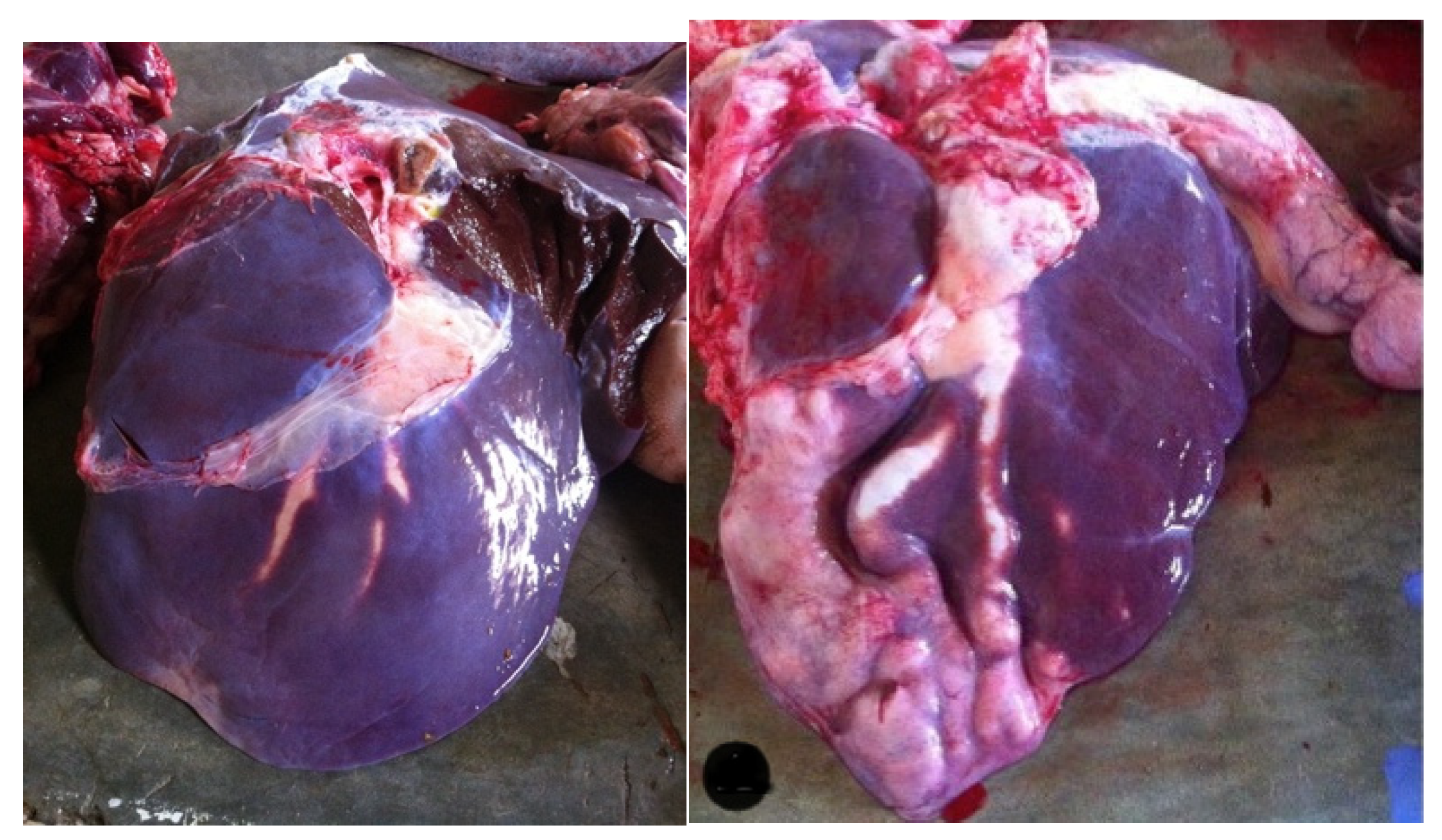 Pathogens 12 00075 g001 Pathogens 12 00075 g001