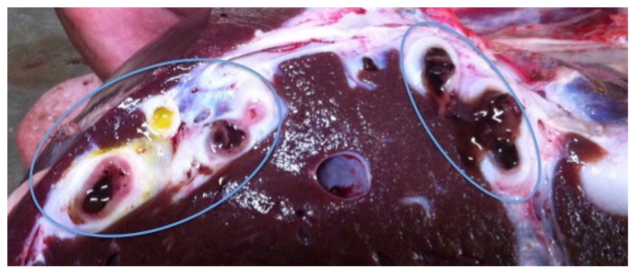 Pathogens 12 00075 g002 Pathogens 12 00075 g002