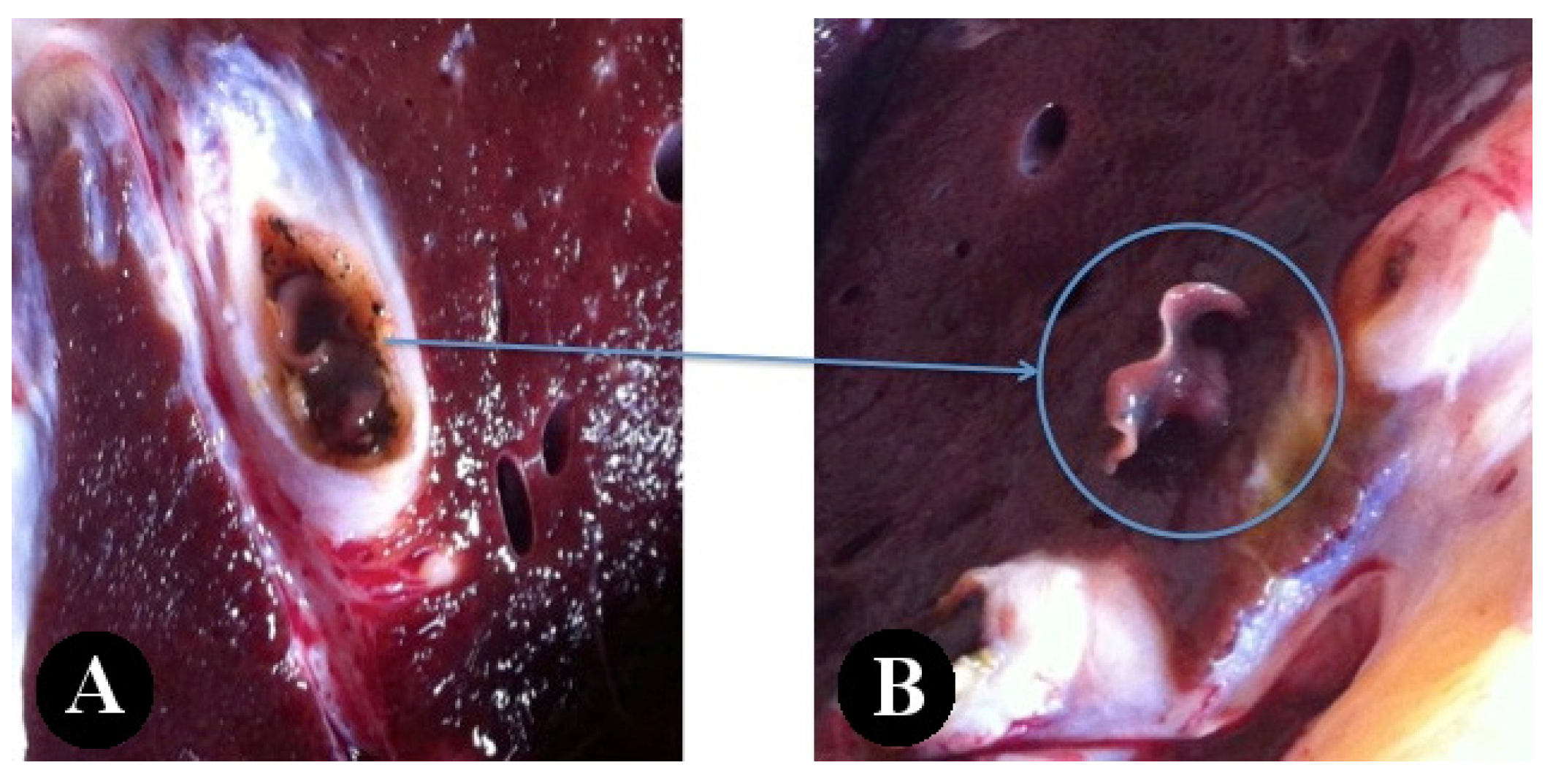 Pathogens 12 00075 g003 Pathogens 12 00075 g003