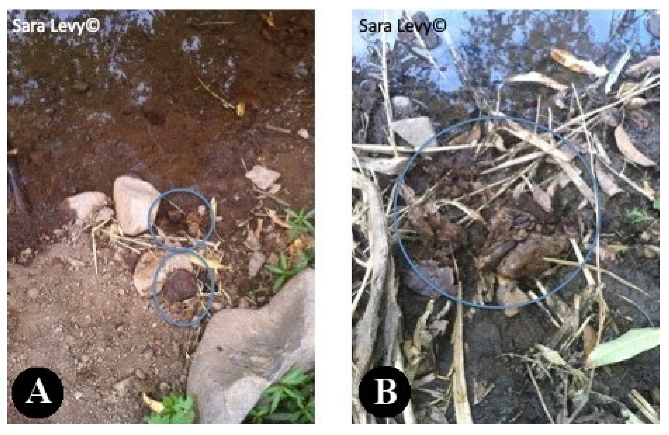 Pathogens 12 00075 g005 Pathogens 12 00075 g005