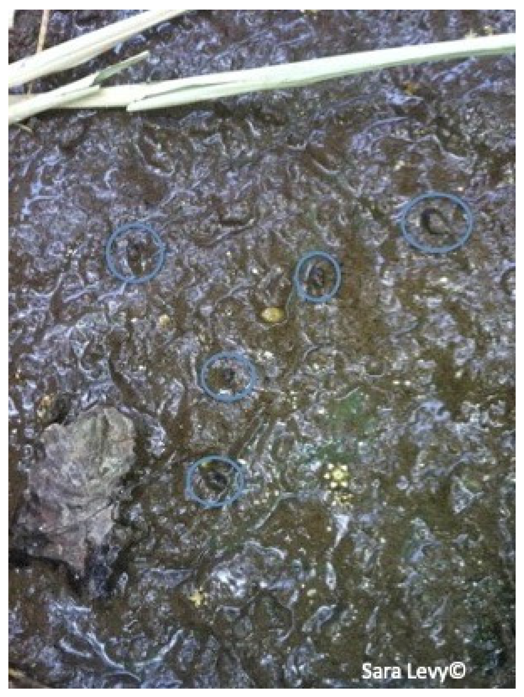 Pathogens 12 00075 g006 Pathogens 12 00075 g006