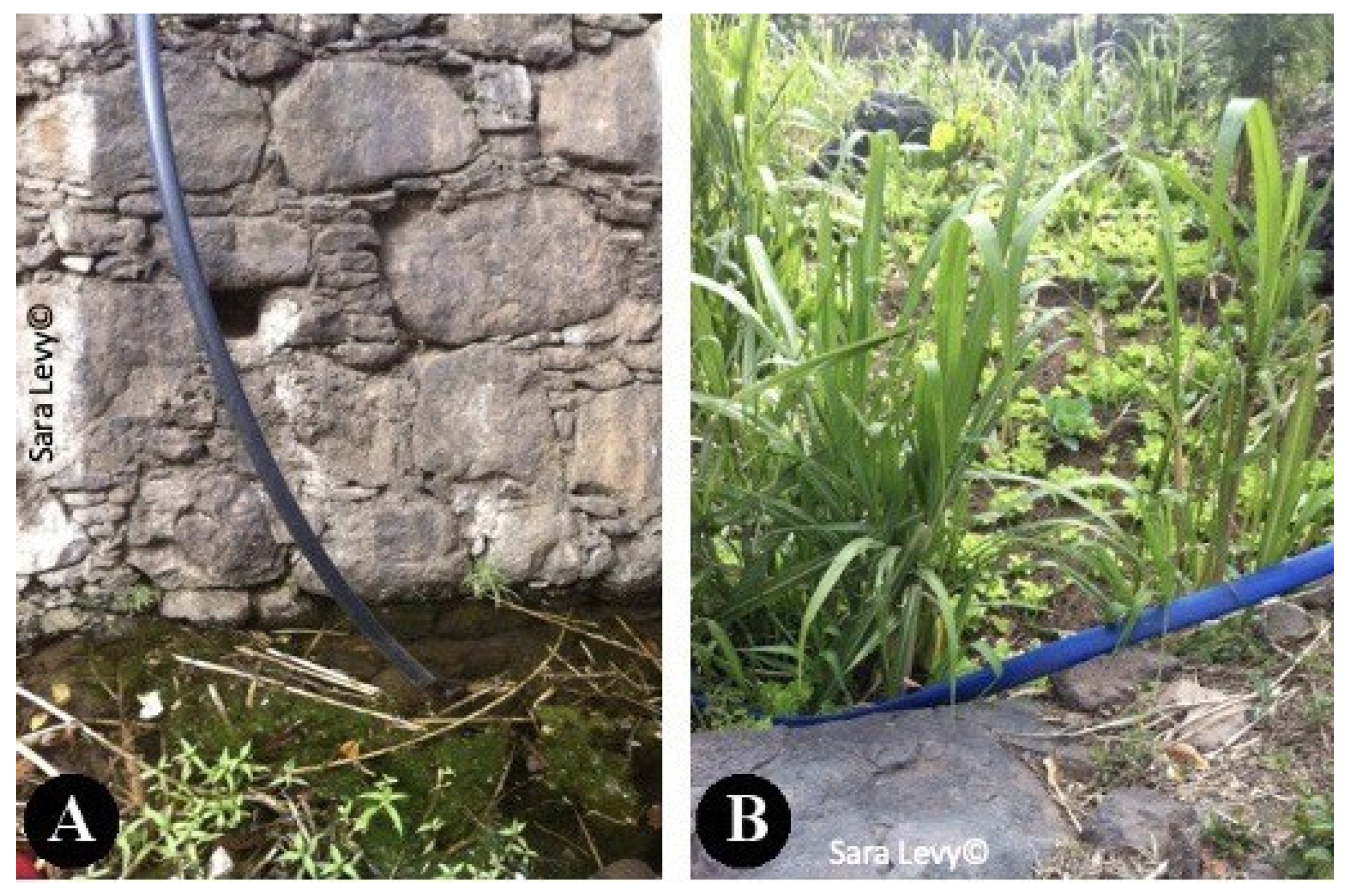 Pathogens 12 00075 g007 Pathogens 12 00075 g007