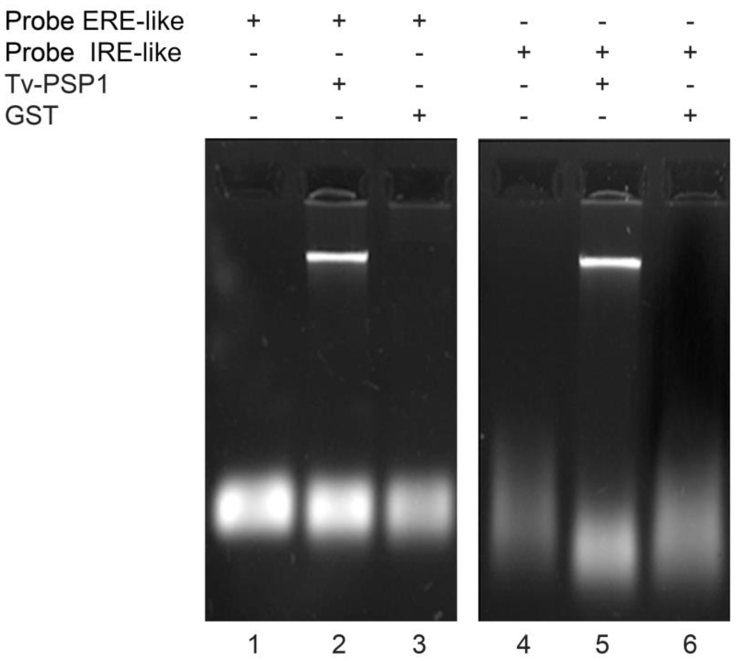 Pathogens 12 00079 g001 Pathogens 12 00079 g001