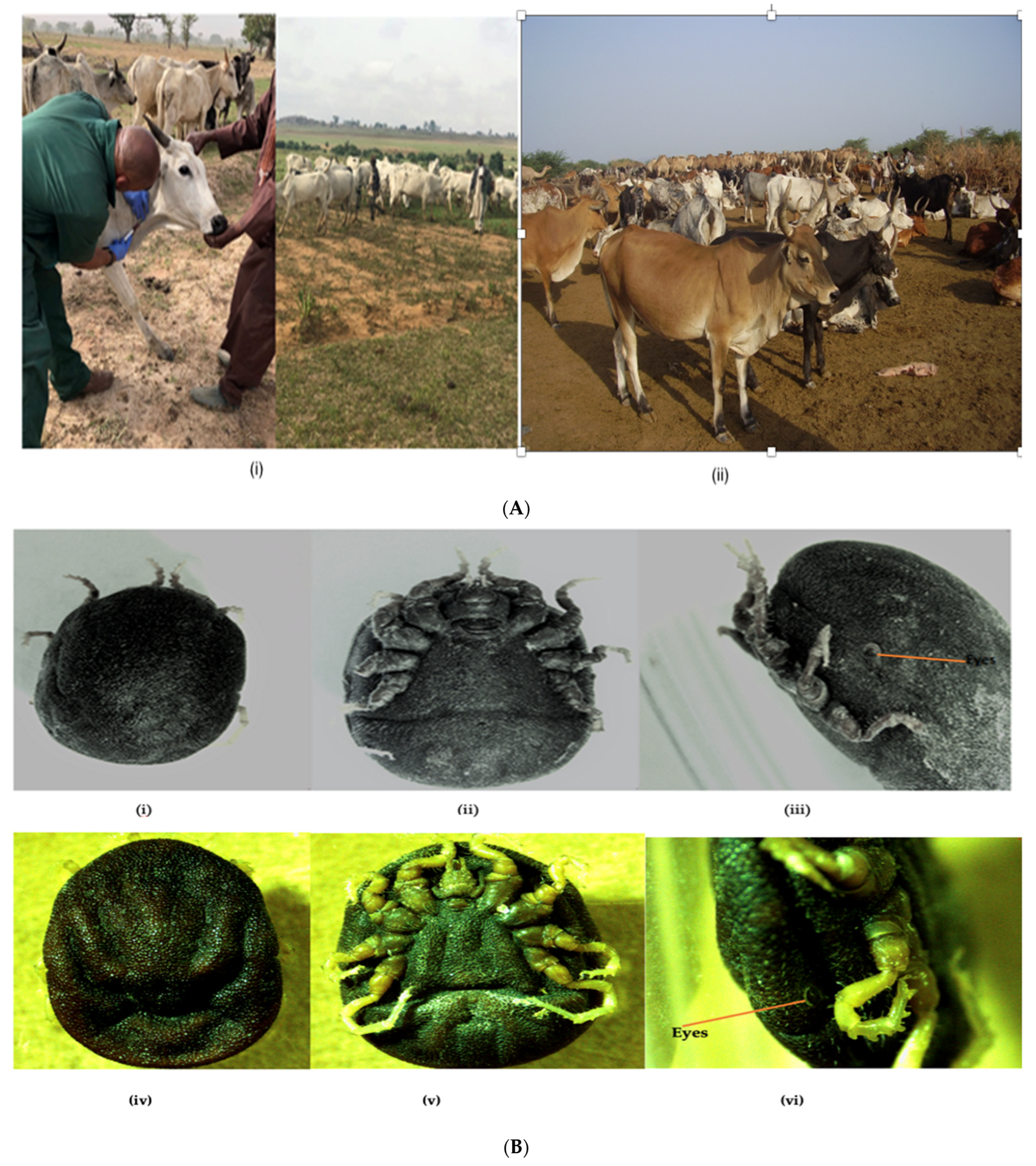 Pathogens 12 00081 g002 Pathogens 12 00081 g002