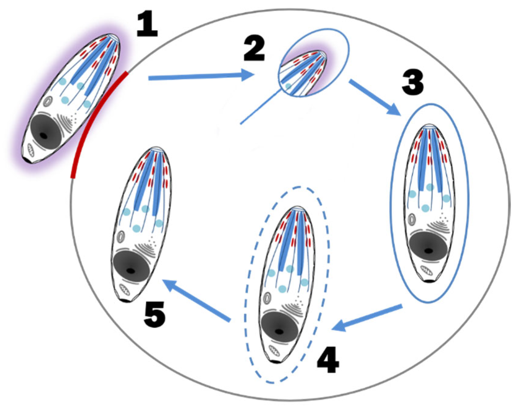 Pathogens 12 00133 g004