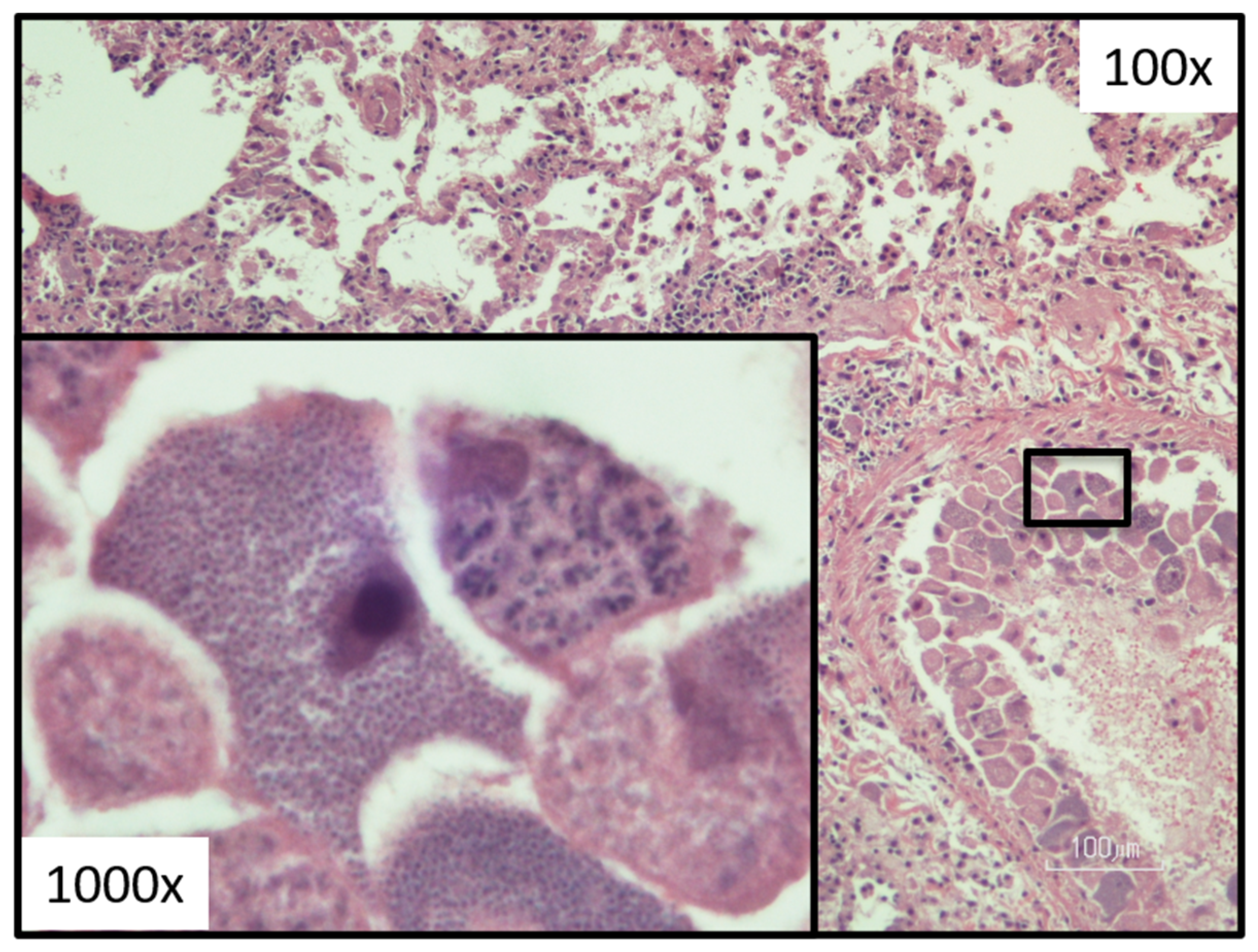 Pathogens 12 00133 g008