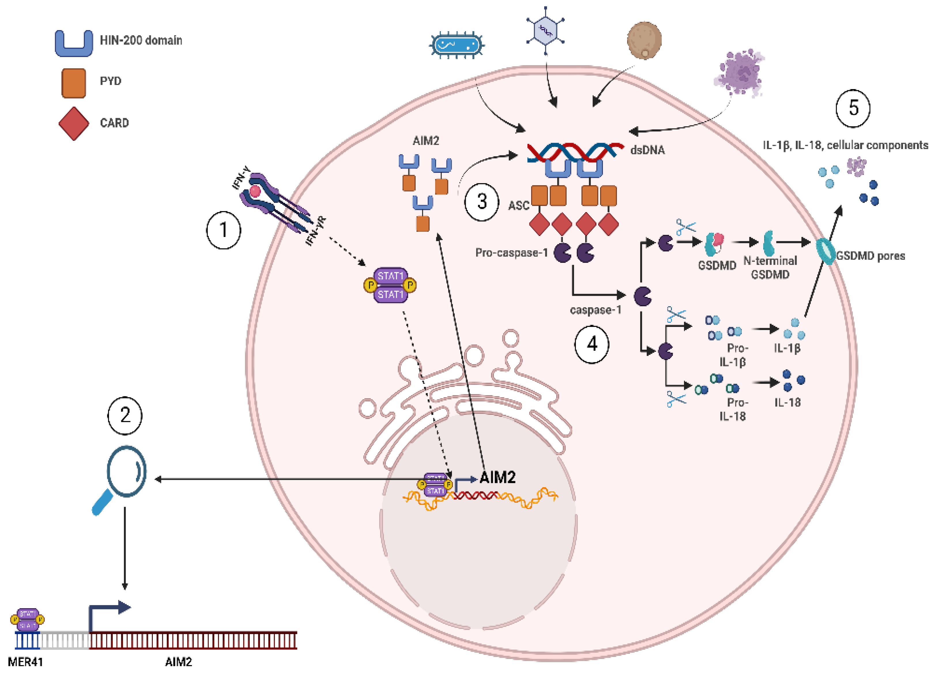 Pathogens 12 00162 g003