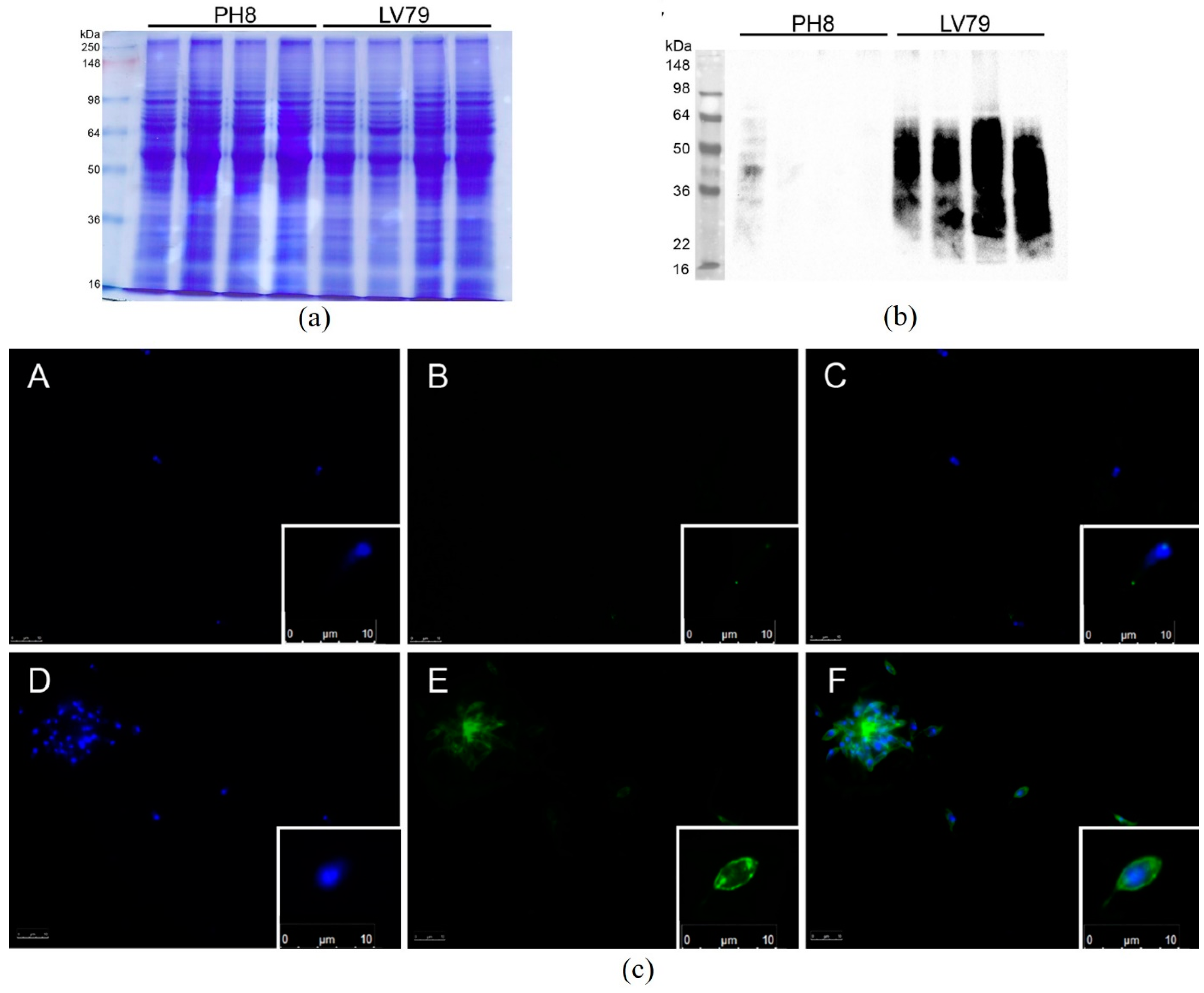 Pathogens 12 00173 g003 Pathogens 12 00173 g003