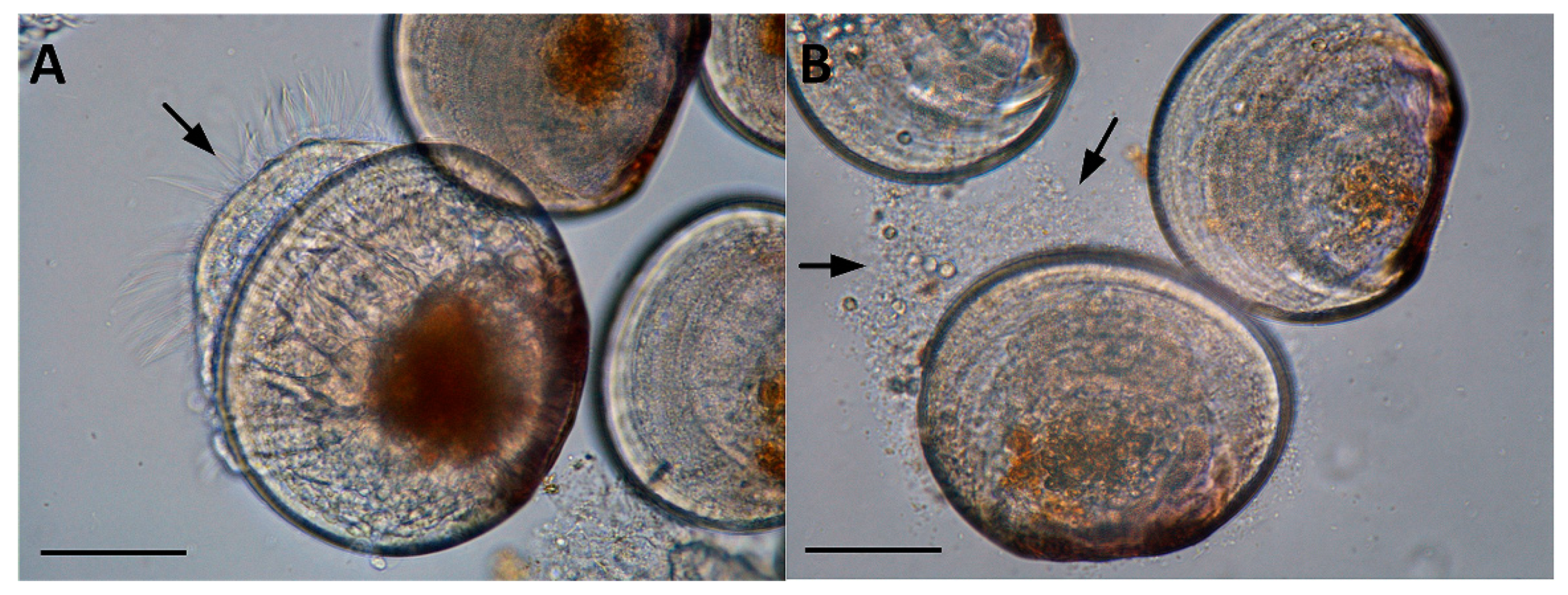Pathogens 12 00183 g004 Pathogens 12 00183 g004