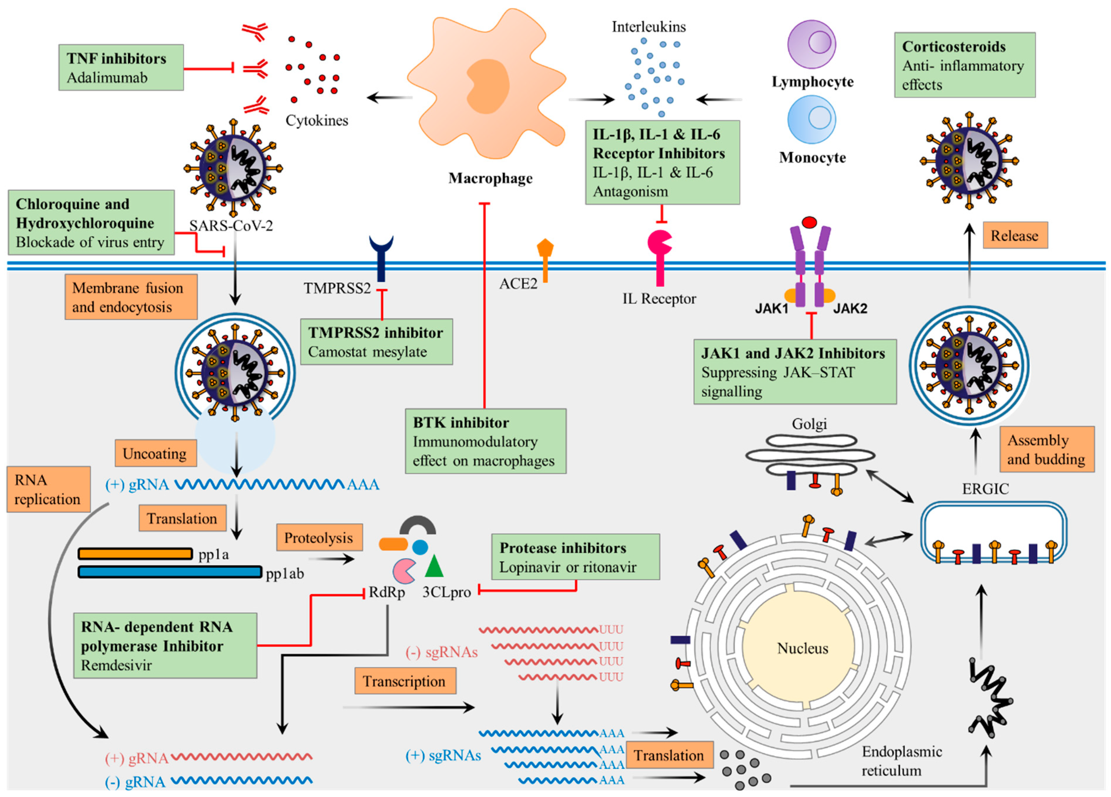 Pathogens 12 00184 g004