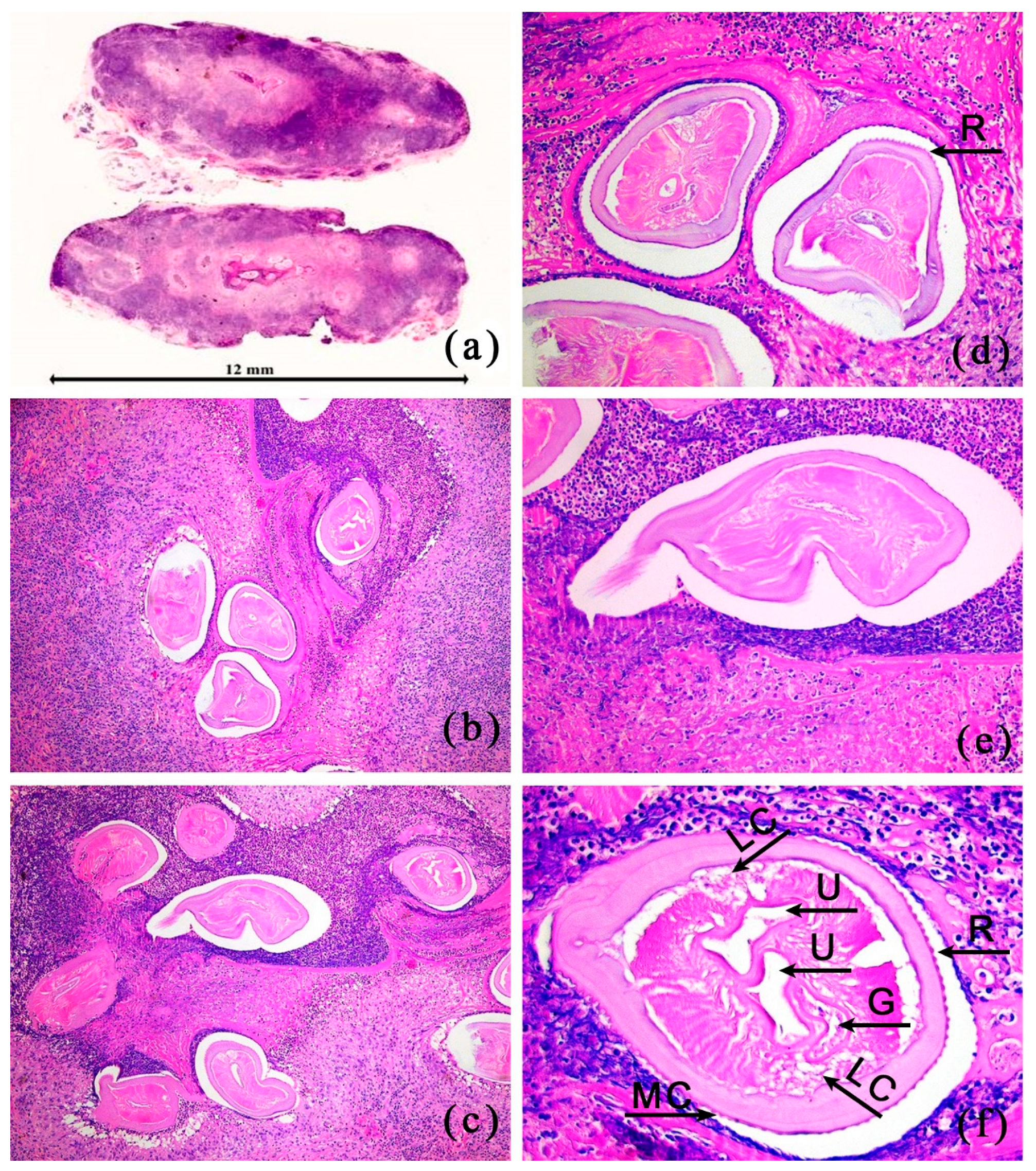 Pathogens 12 00196 g002 Pathogens 12 00196 g002