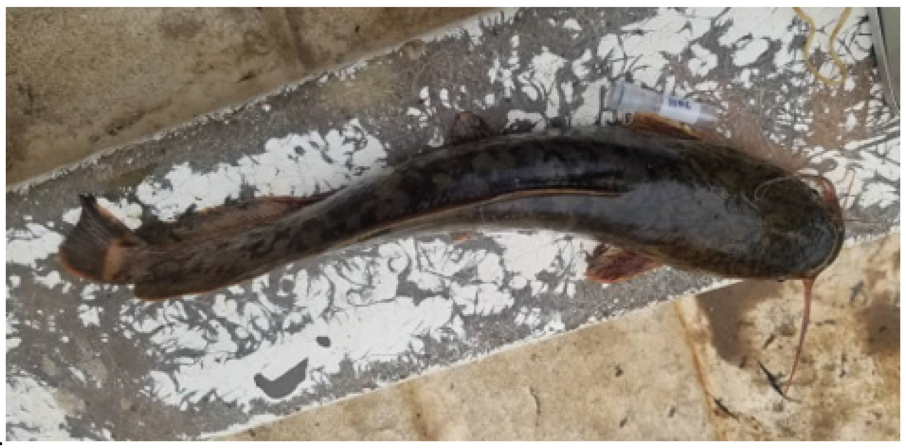 Pathogens 12 00200 g001 Pathogens 12 00200 g001