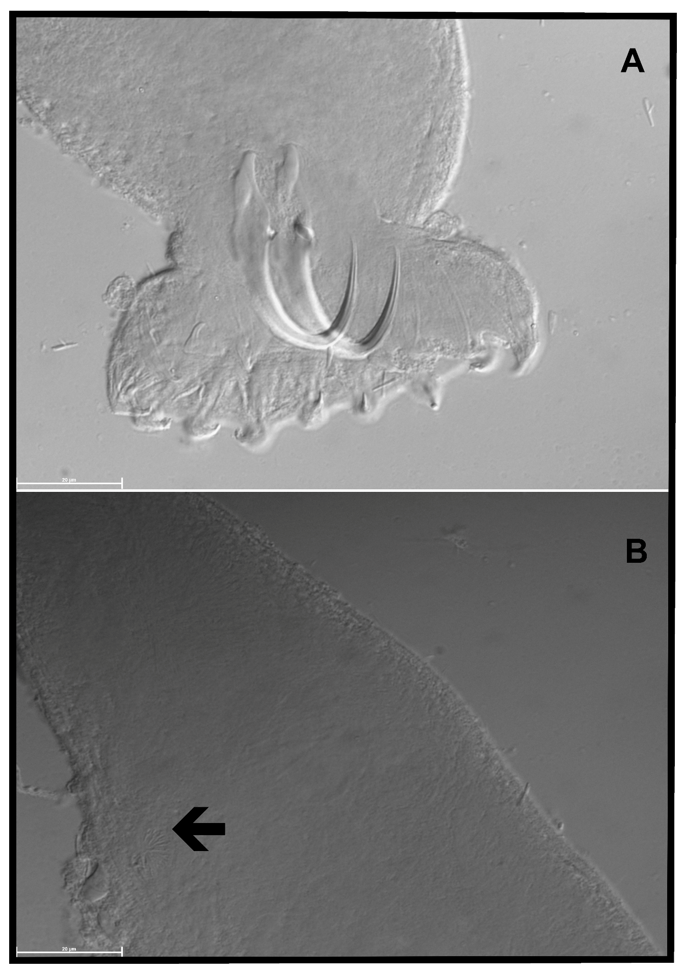 Pathogens 12 00200 g002 Pathogens 12 00200 g002
