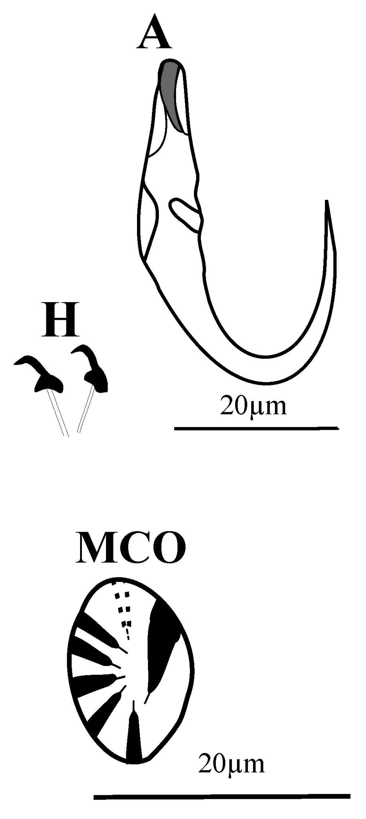 Pathogens 12 00200 g003 Pathogens 12 00200 g003