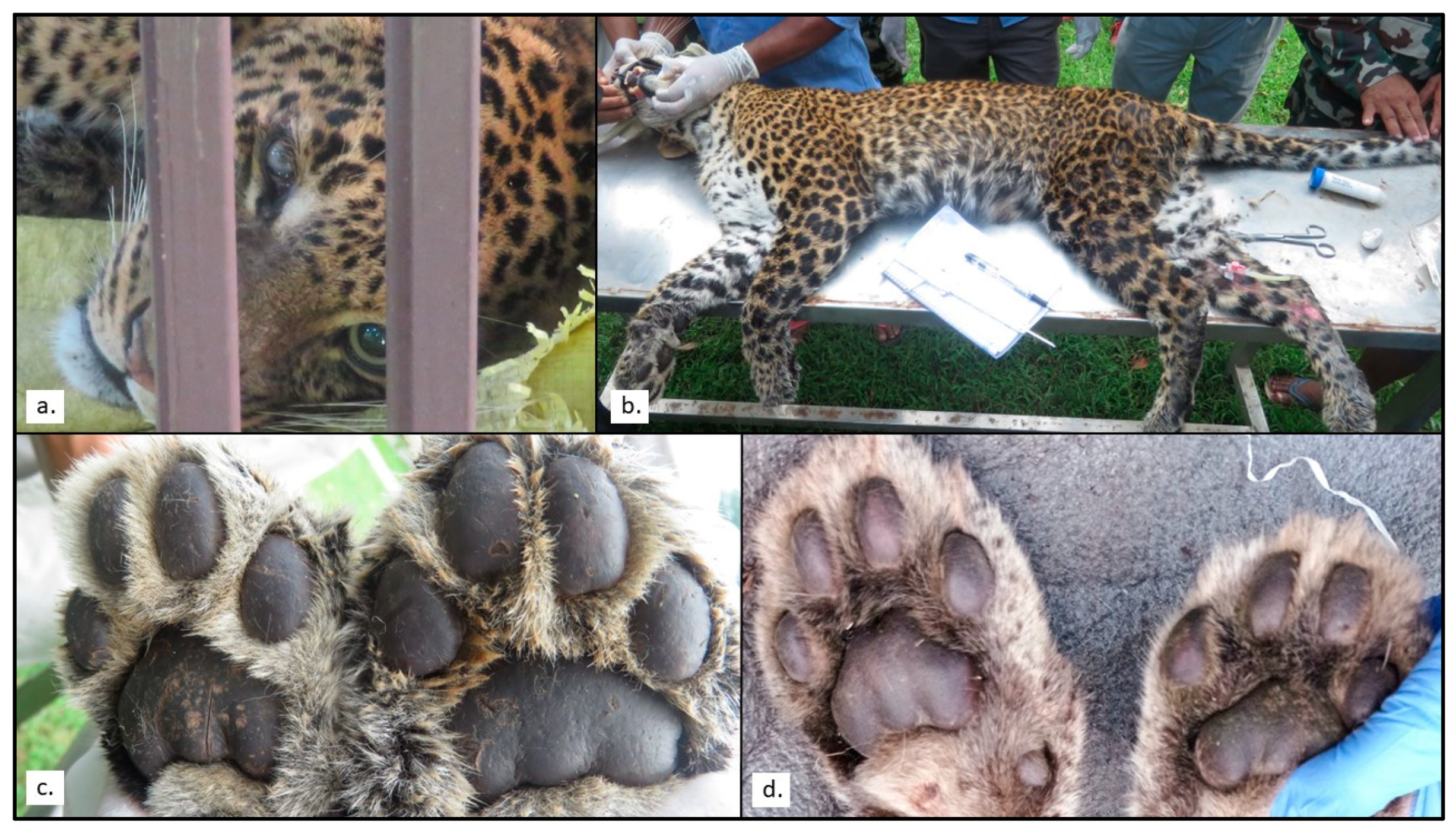 Pathogens 12 00203 g002 Pathogens 12 00203 g002