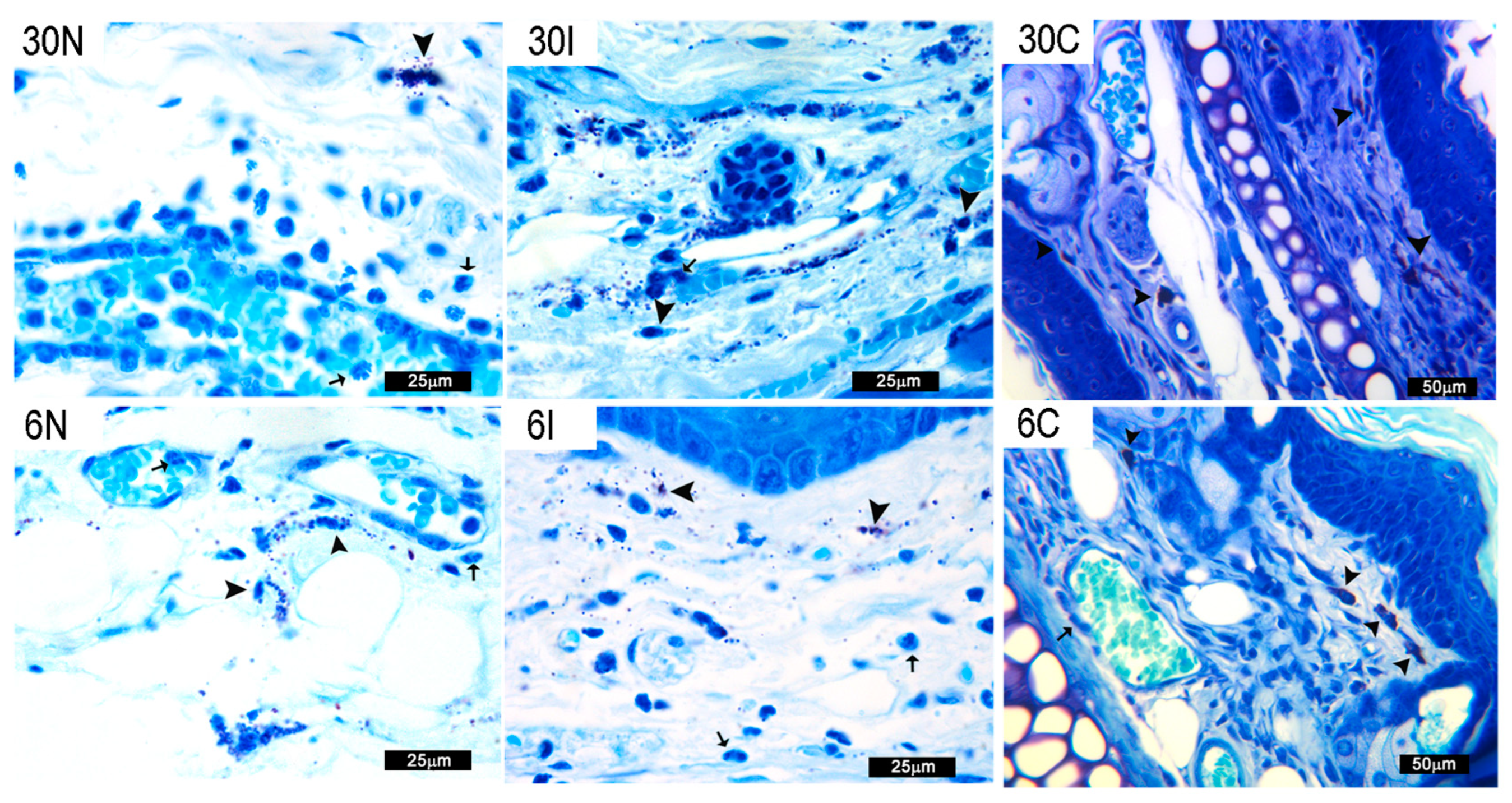 Pathogens 12 00207 g004 Pathogens 12 00207 g004