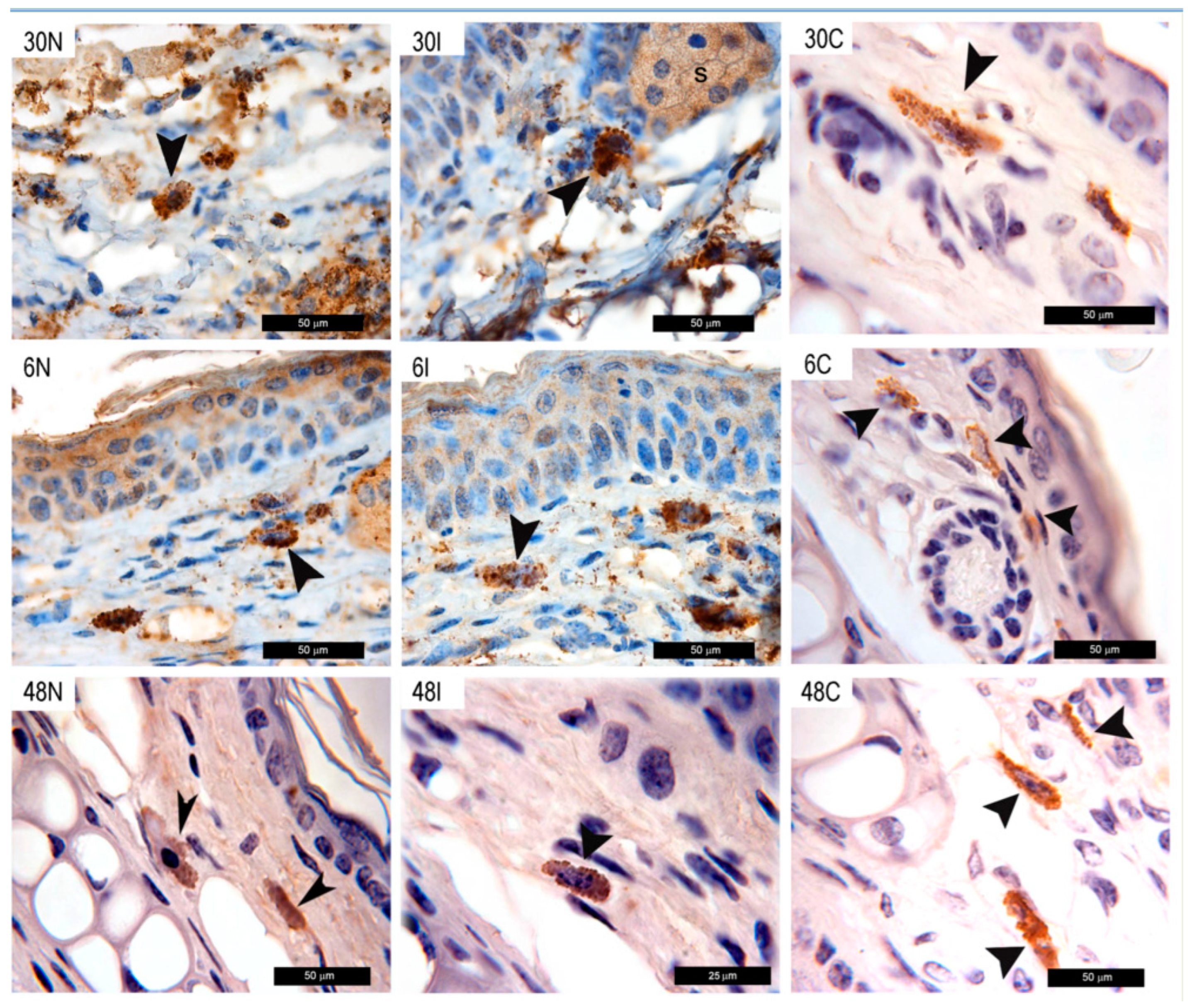 Pathogens 12 00207 g006 Pathogens 12 00207 g006