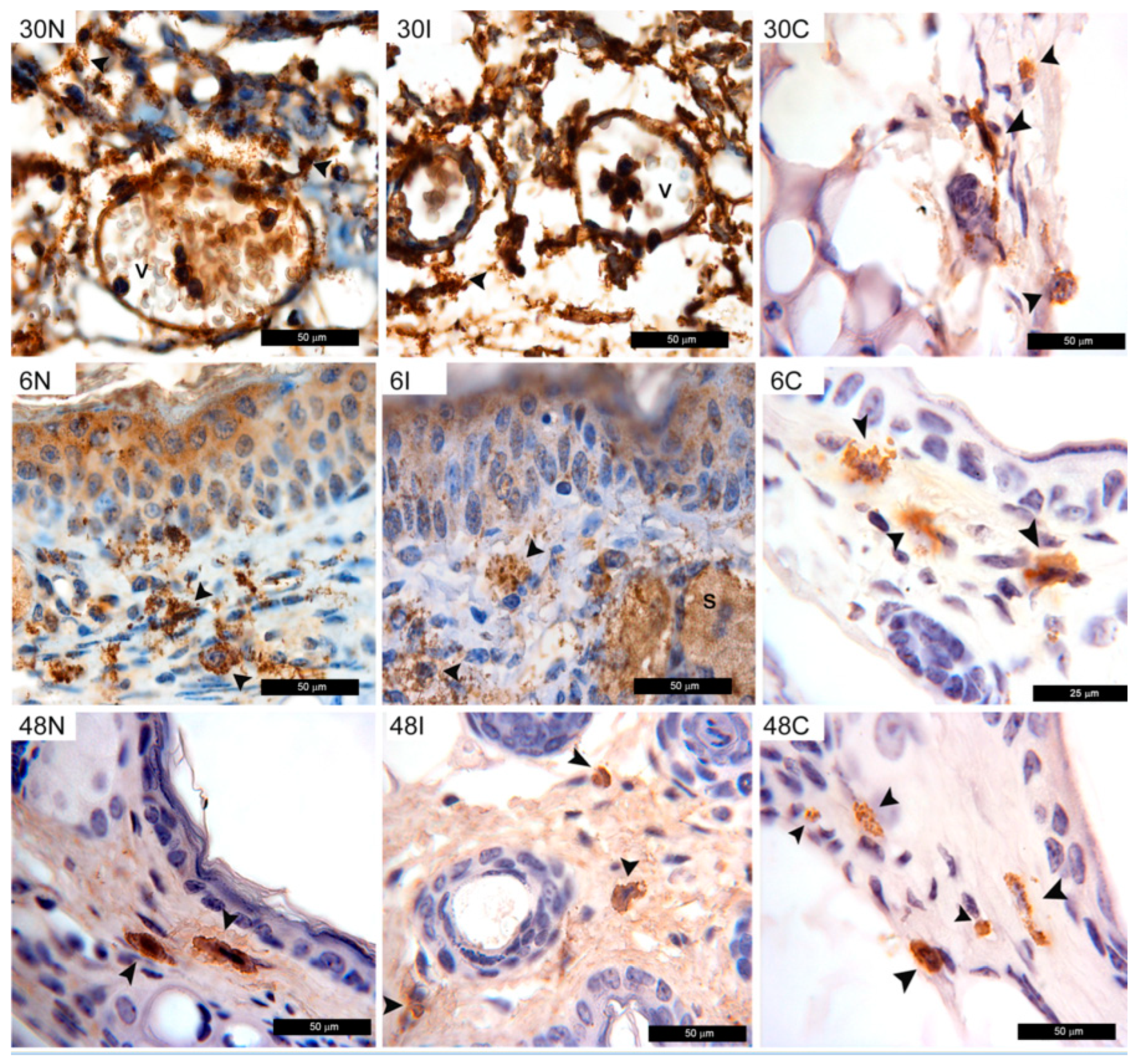 Pathogens 12 00207 g007 Pathogens 12 00207 g007