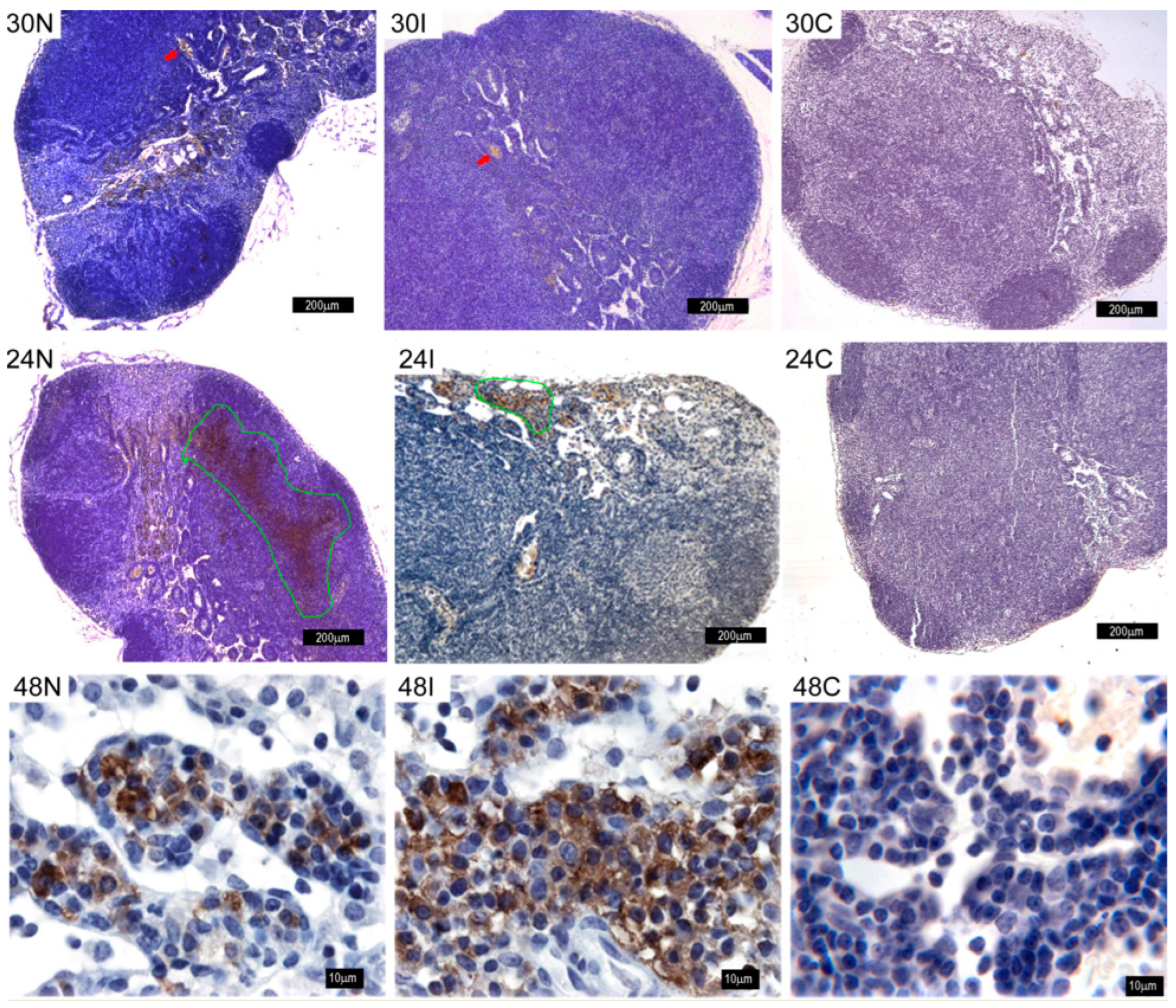 Pathogens 12 00207 g011 Pathogens 12 00207 g011
