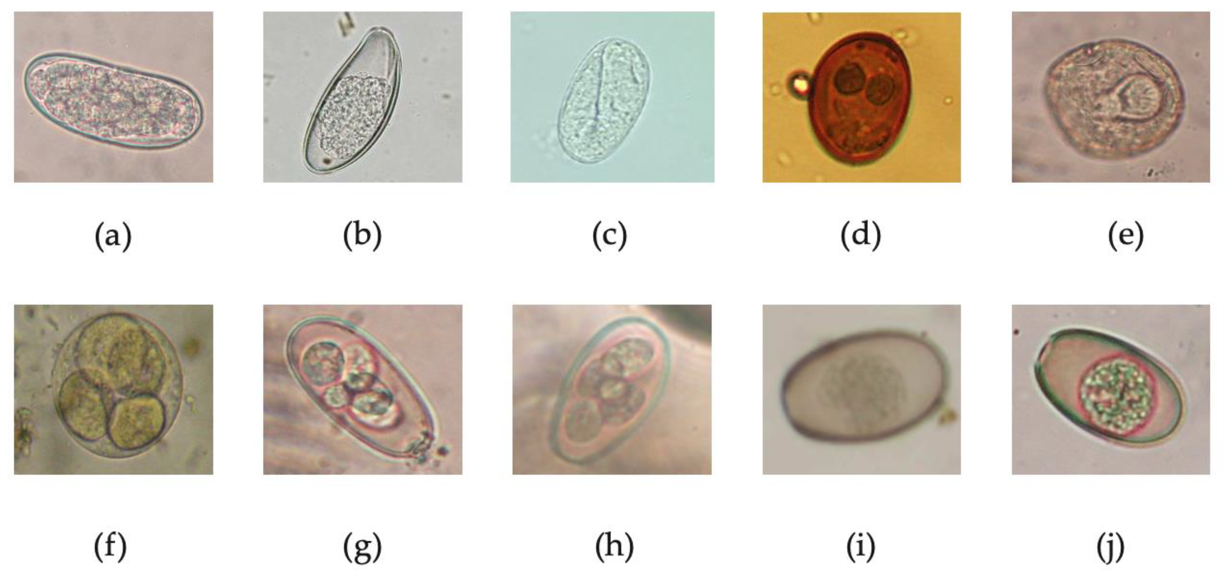 Pathogens 12 00208 g001 Pathogens 12 00208 g001