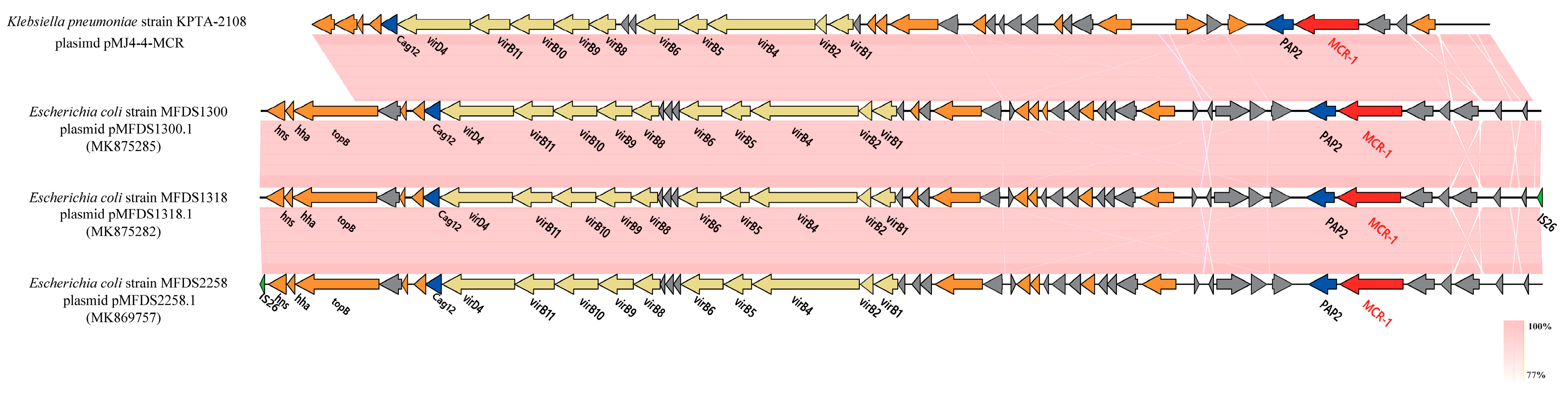 Genomic Characteristics and Phylogenetic Analyses of a