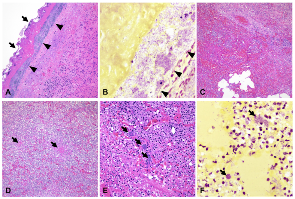 Pathogens 12 00224 g002 Pathogens 12 00224 g002