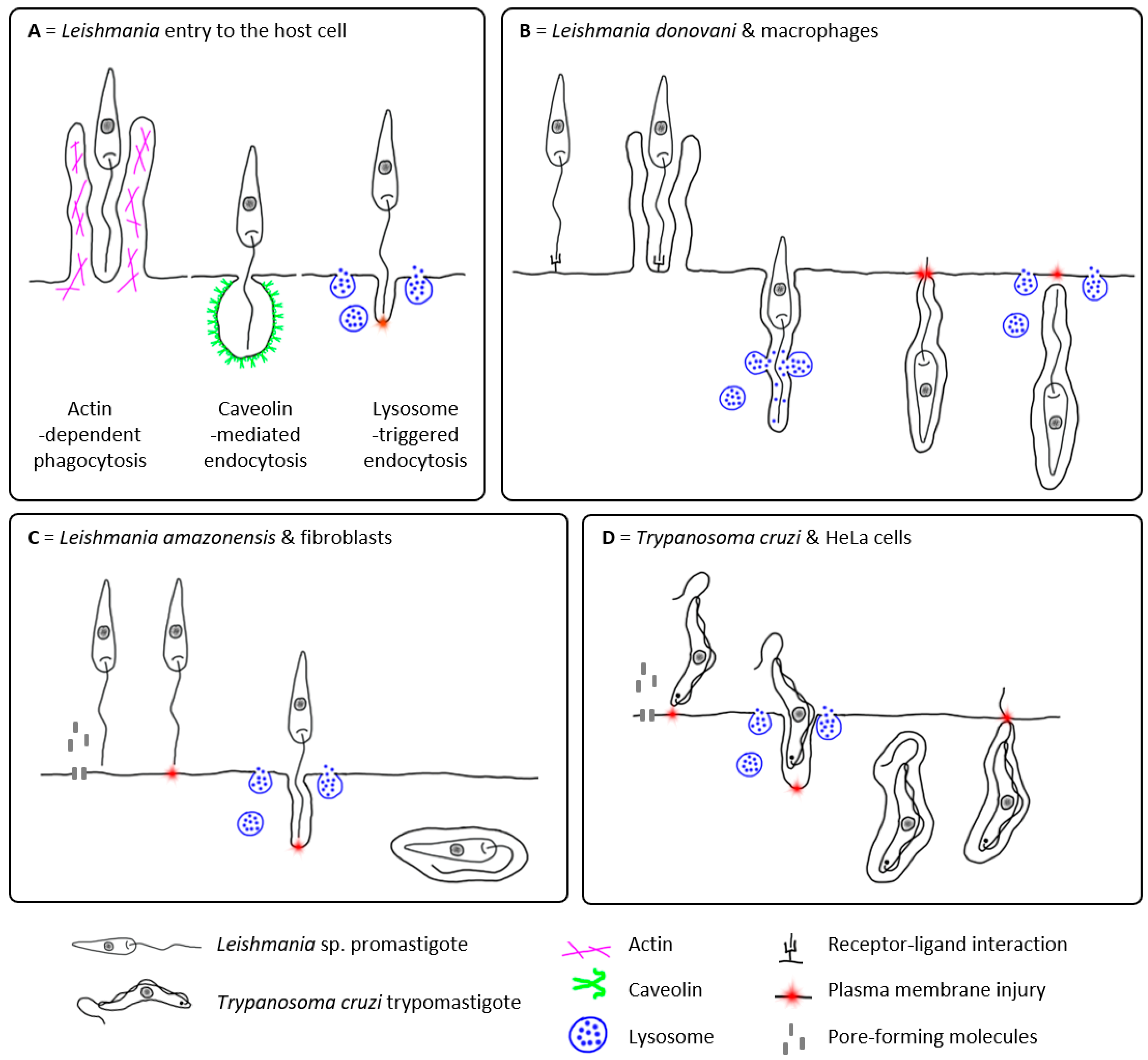 Pathogens | Free Full-Text | Unrevealing the Mystery of Latent Leishmaniasis:  What Cells Can Host Leishmania?
