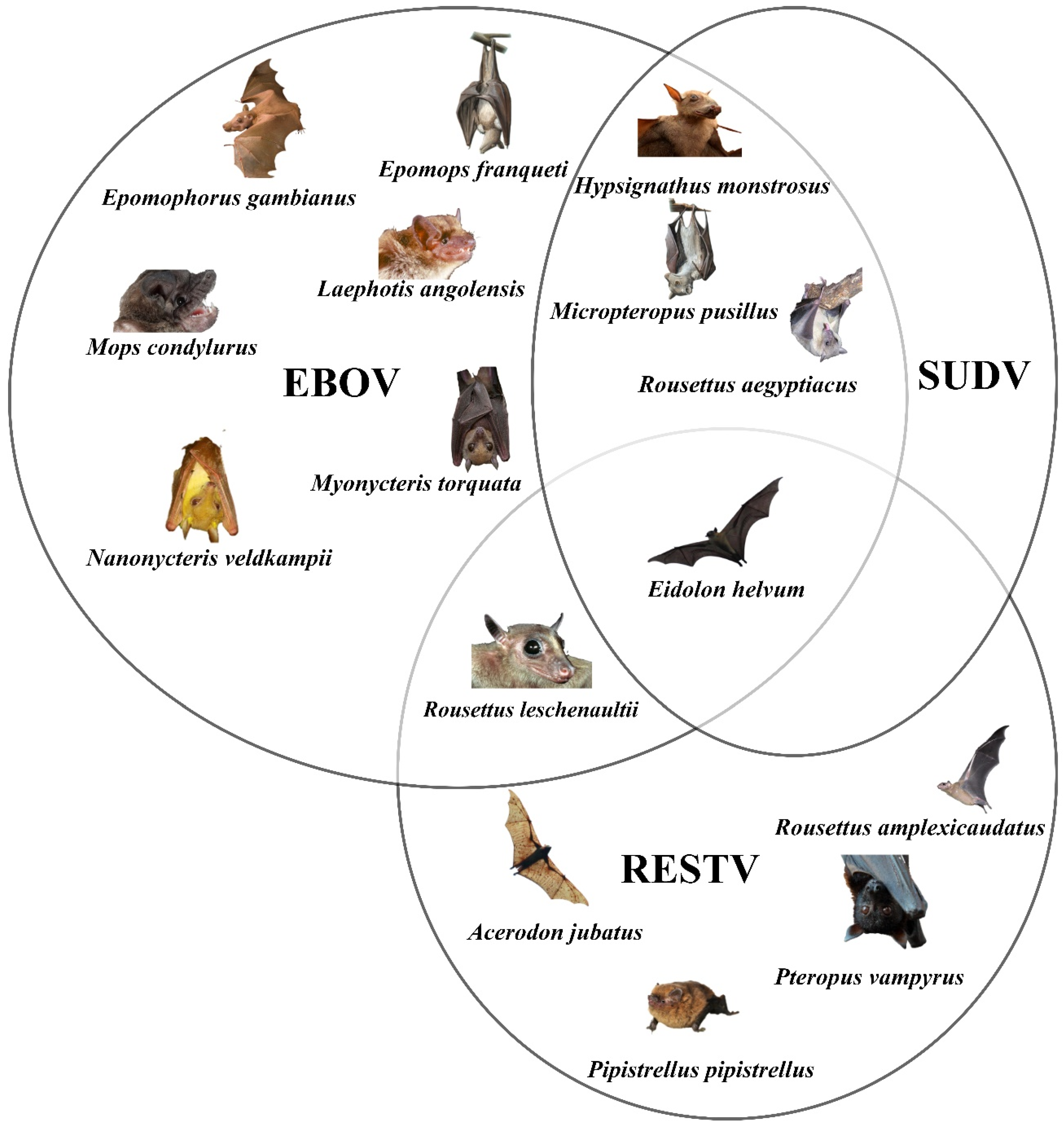 Pathogens 12 00248 g003 Pathogens 12 00248 g003